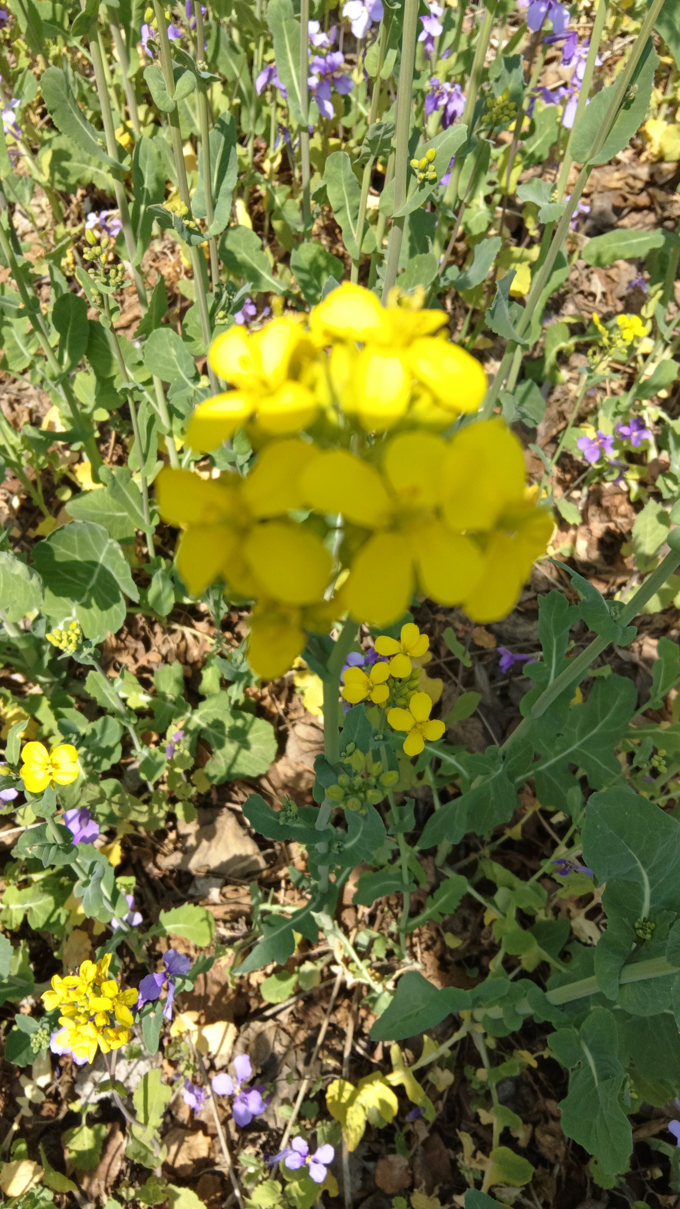 桃花红菜花黄图片