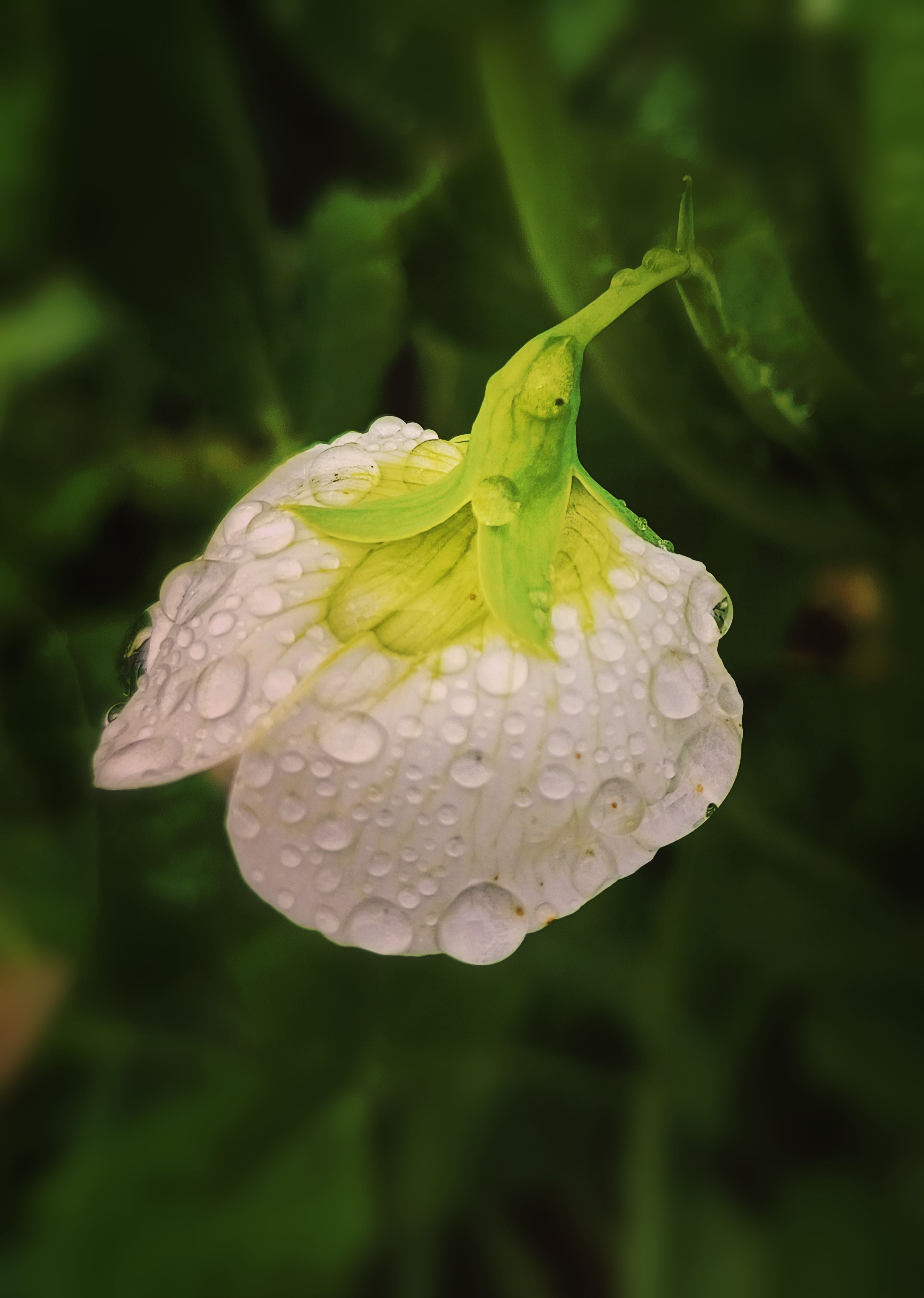 碗豆花瓣上挂着晶莹的水滴