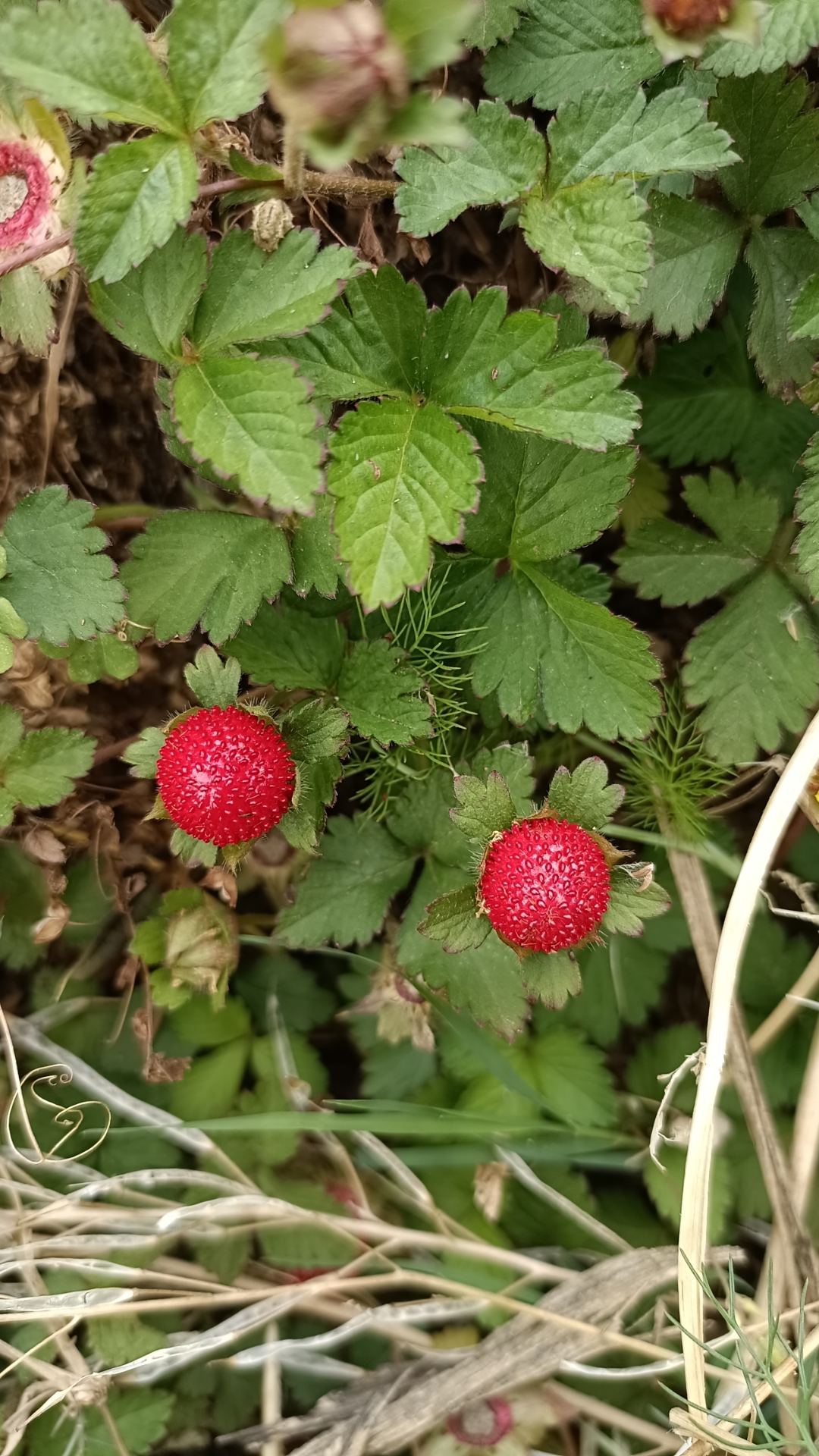 泡果蛇泡图片农村野生果子图片大全蛇疙瘩蛇泡儿四川蛇泡颜色鲜艳的蛇