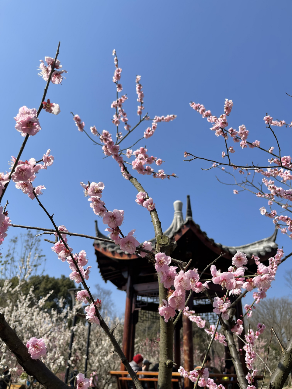 梅花山美景