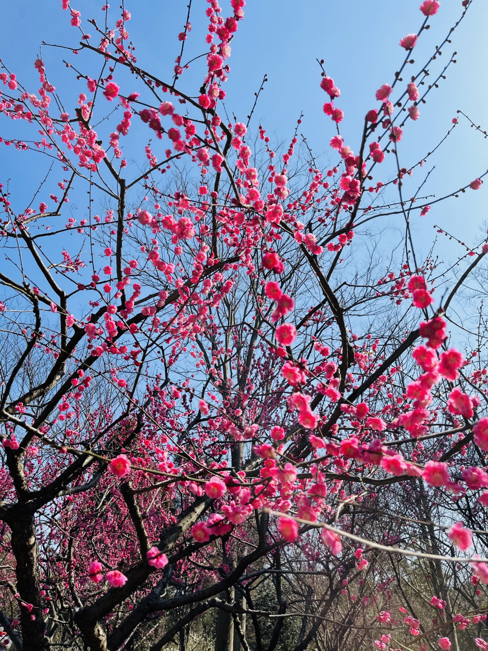 梅花山美景