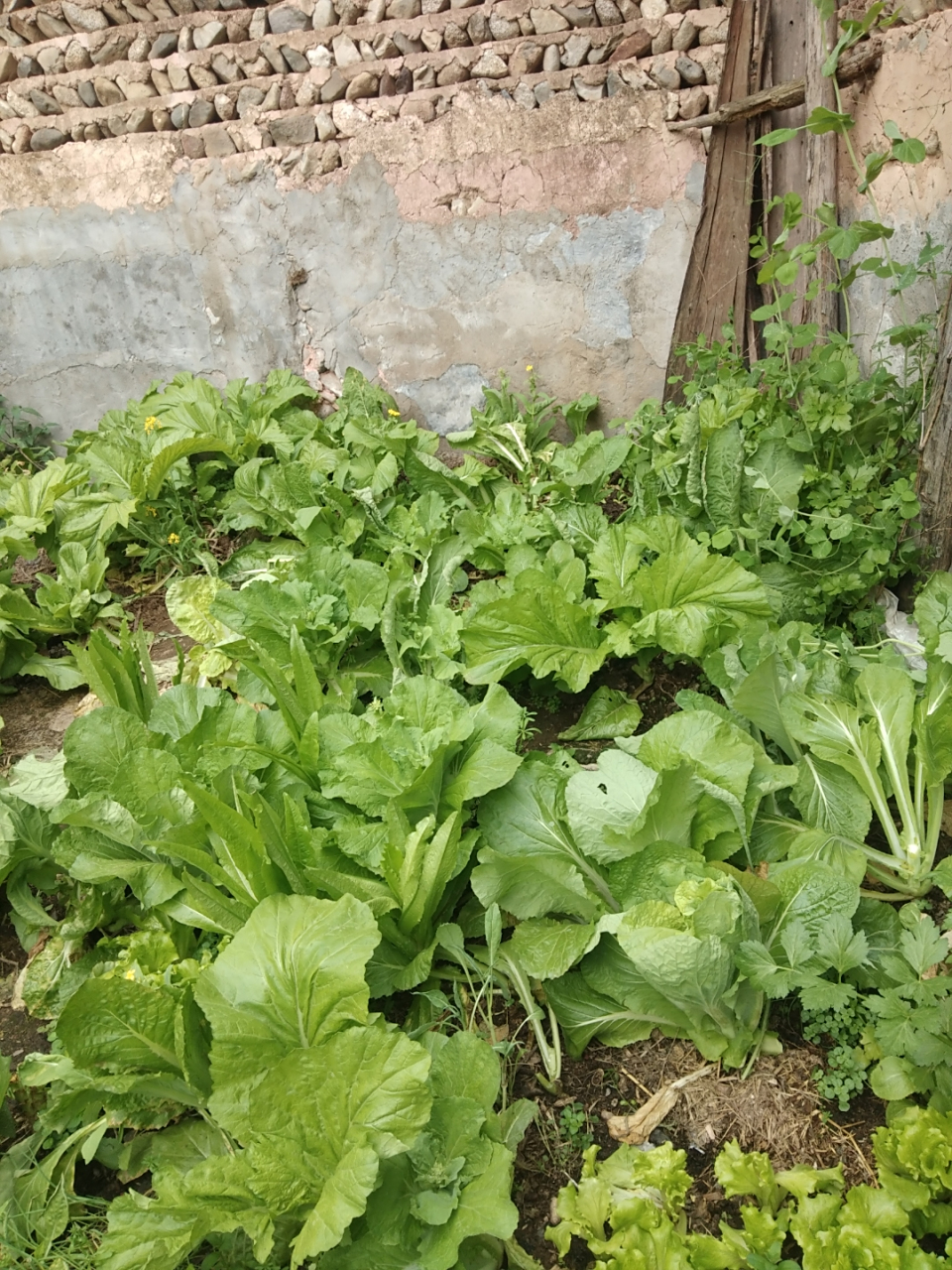 农村菜地种什么菜(农村种的菜叫什么名字)
