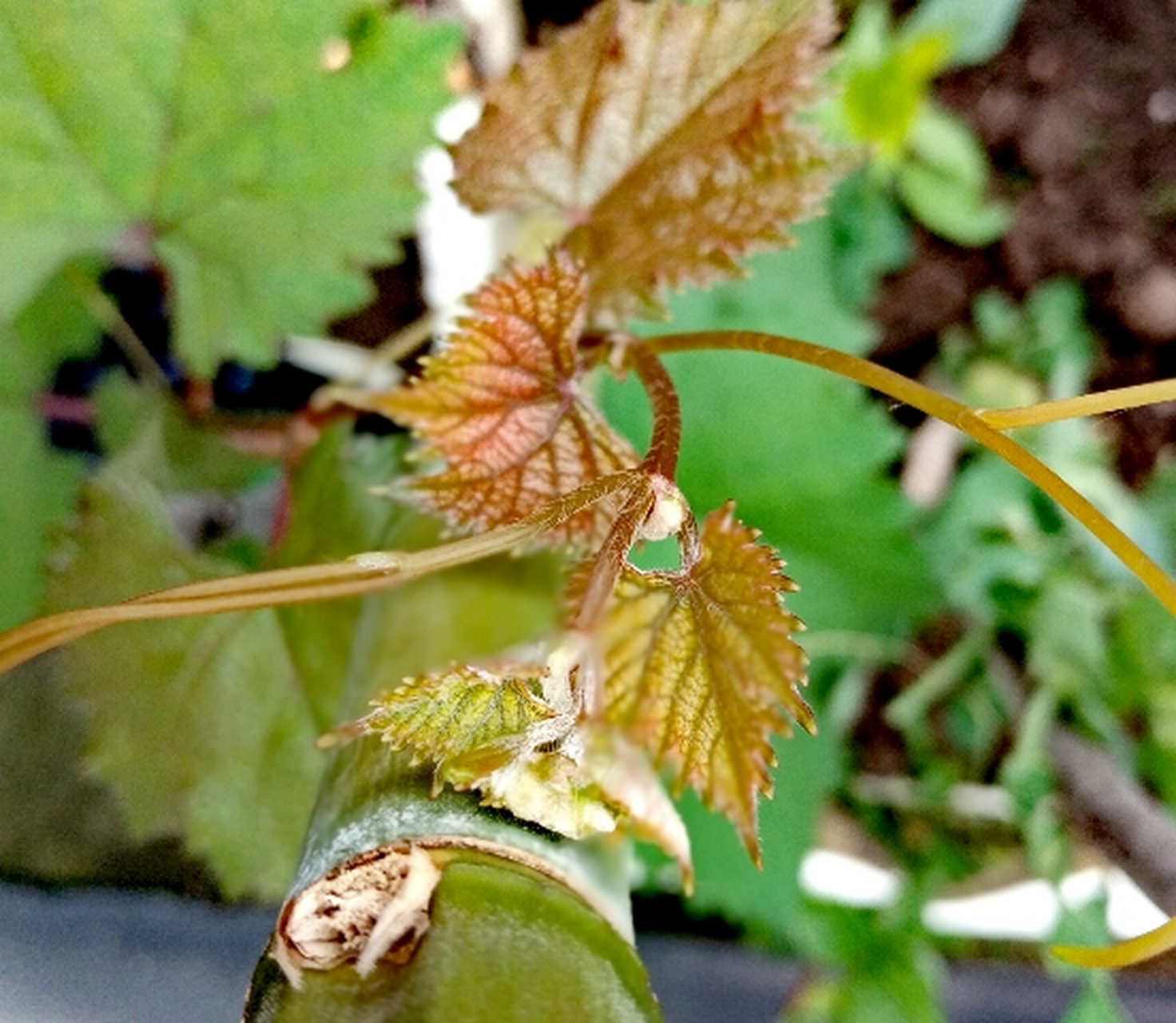 麦粒肿在临床上称为睑腺炎(hordeolum),俗称"针眼".