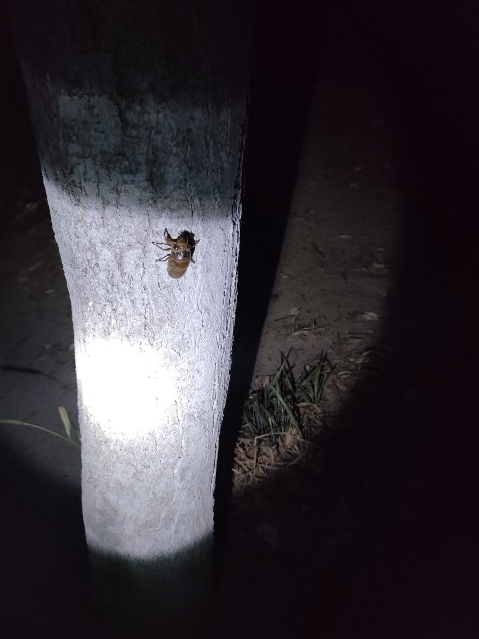 夜晚的小精灵,树干上的知了猴迅速往上爬,仿佛时间都慢了下来,地面