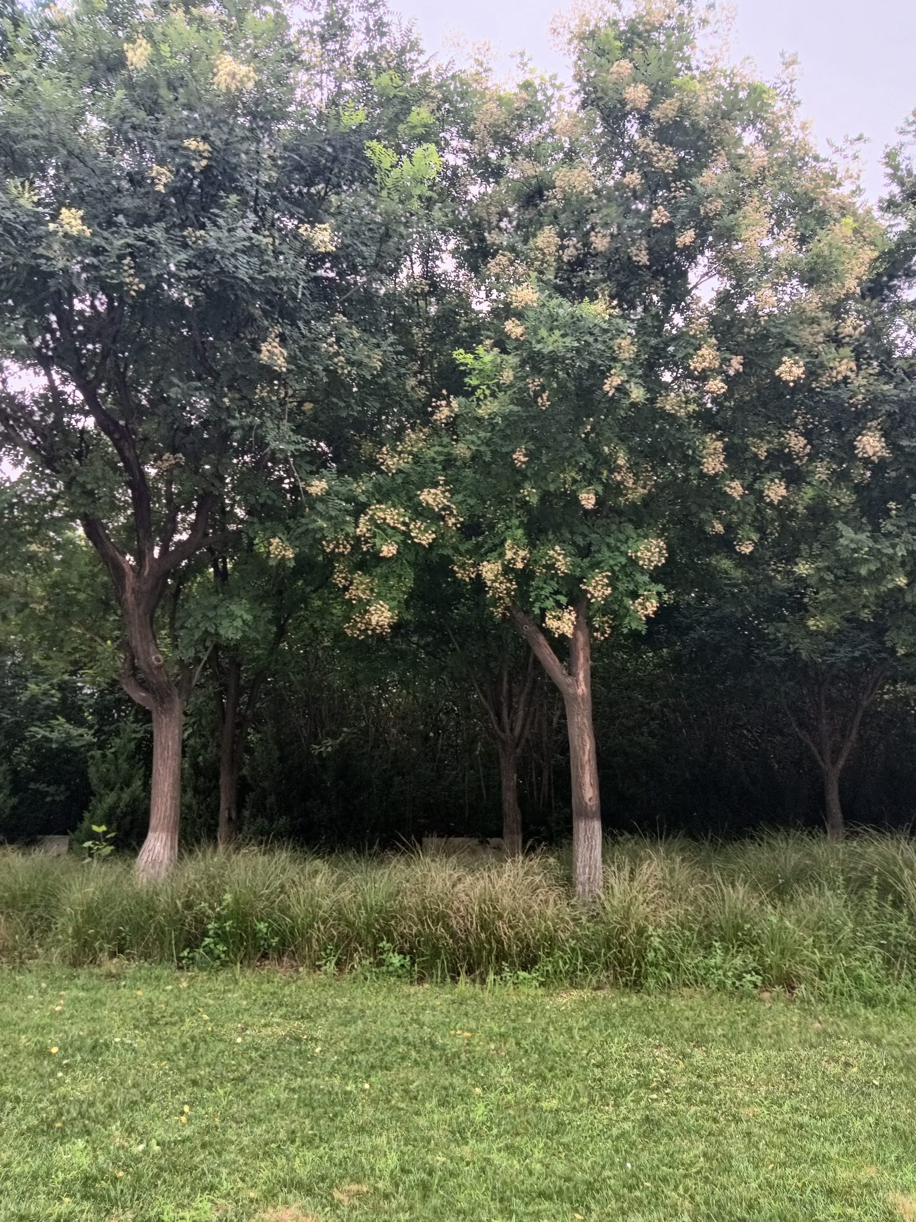 夏天绿树成荫的图片图片