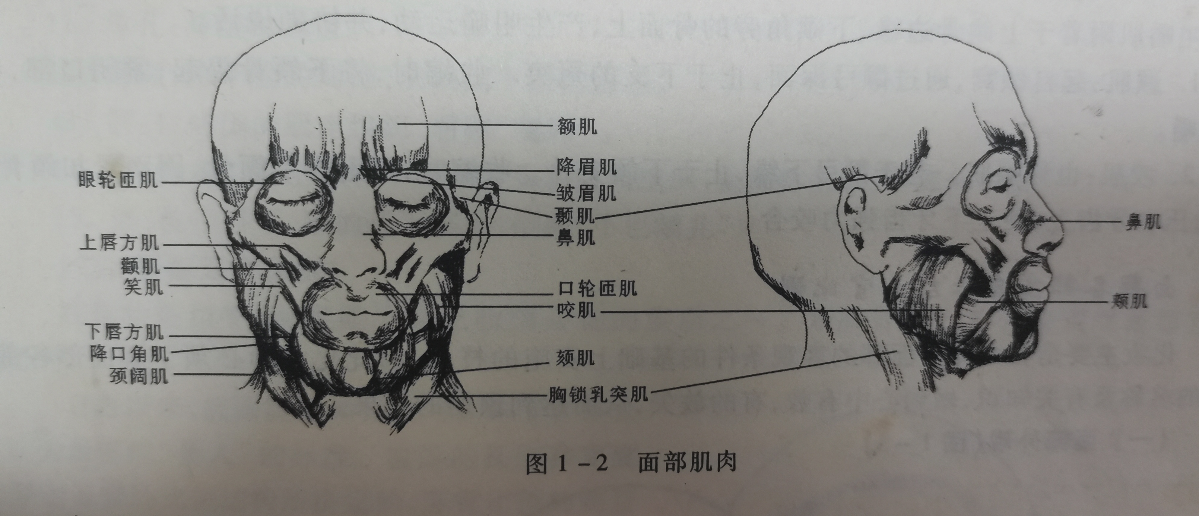 笑肌解剖图片图片