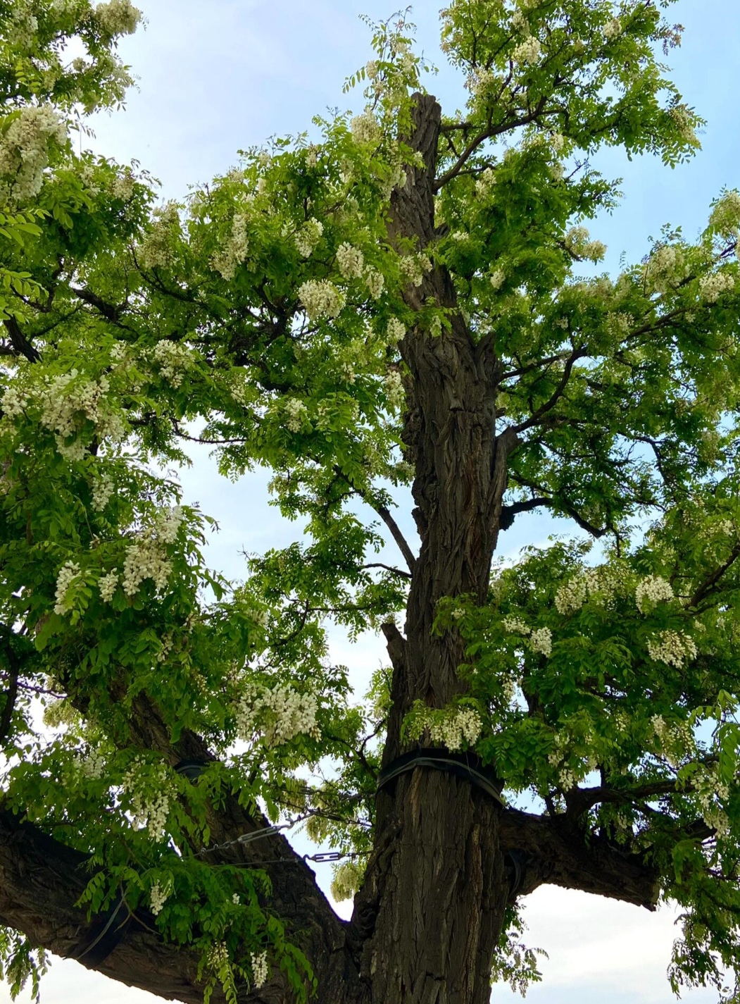 【故乡老槐:八】