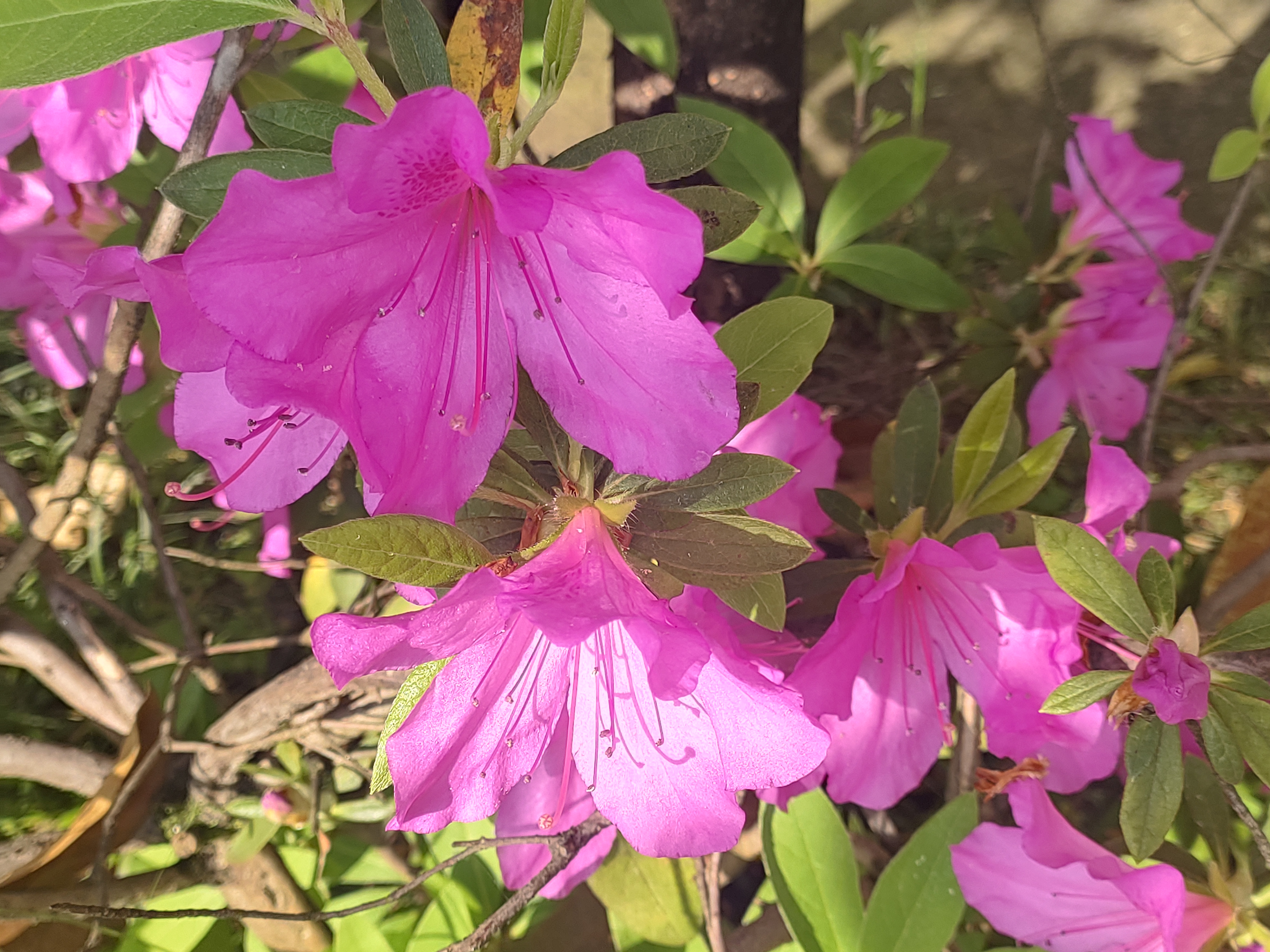 杜鹃花花瓣形状图片