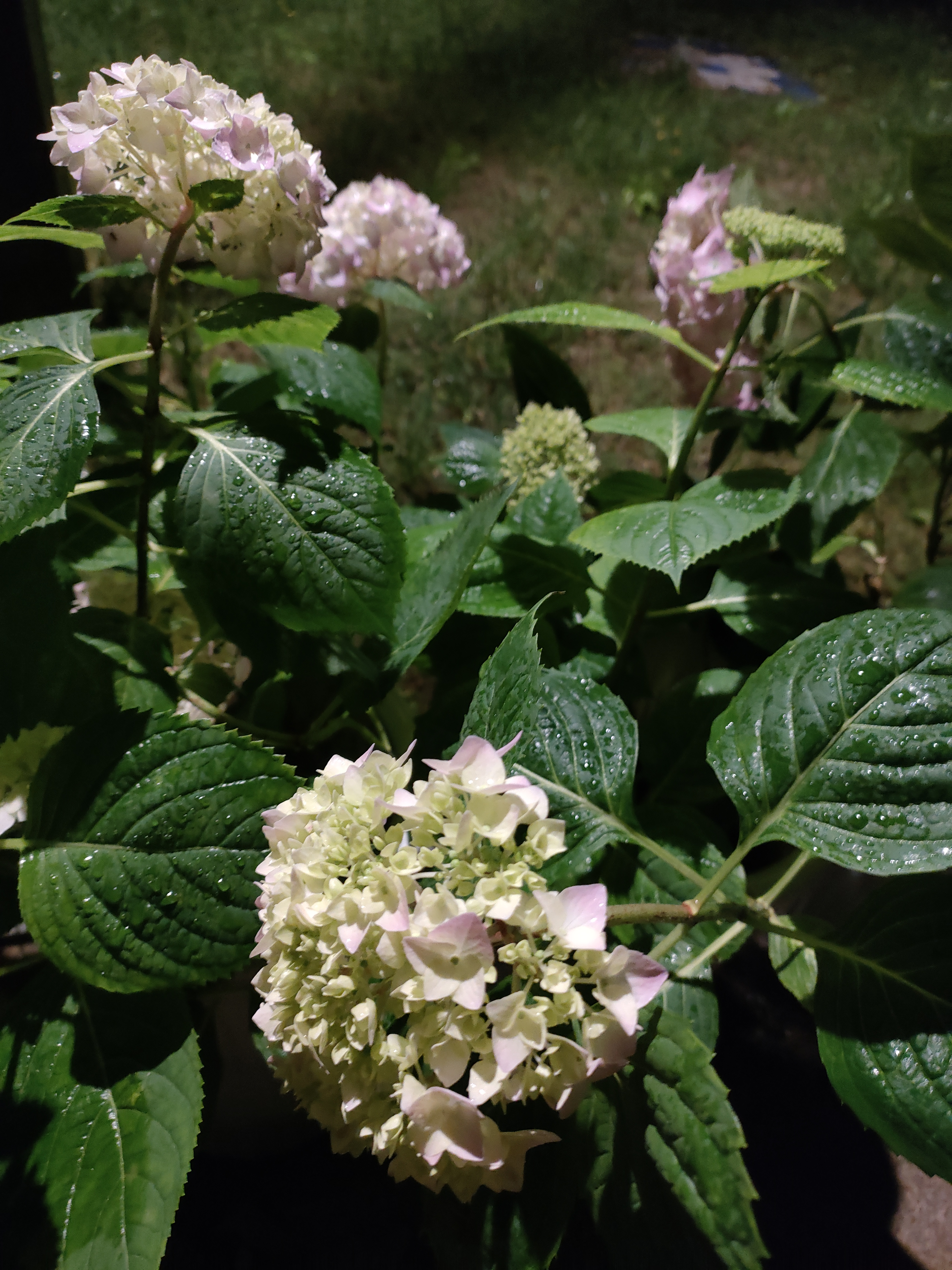 大自然真实花朵图片图片