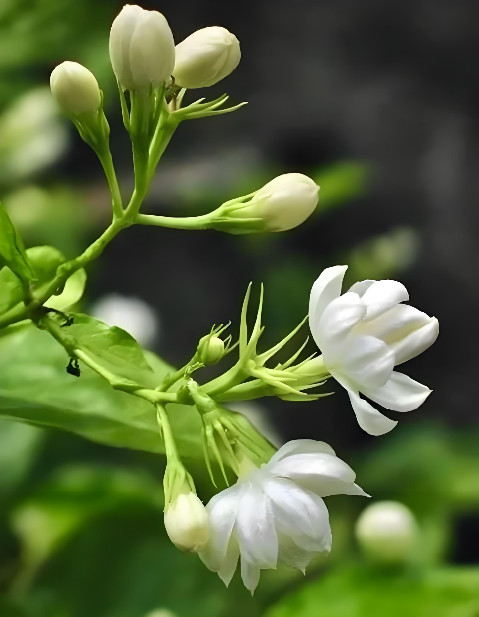 标题 茉莉花之韵  茉莉花