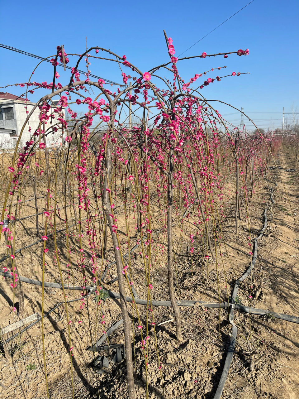 江苏徐州梅花品种基地 垂枝梅 规格3至10公分
