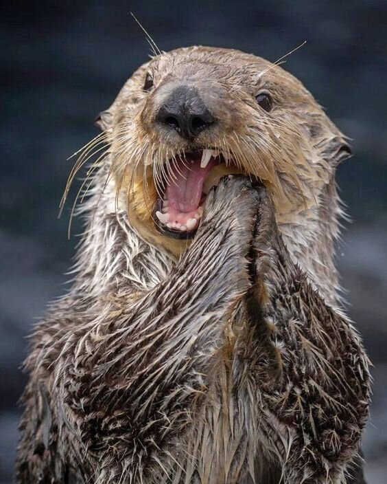 每天了解一种趣味动物👀海獭