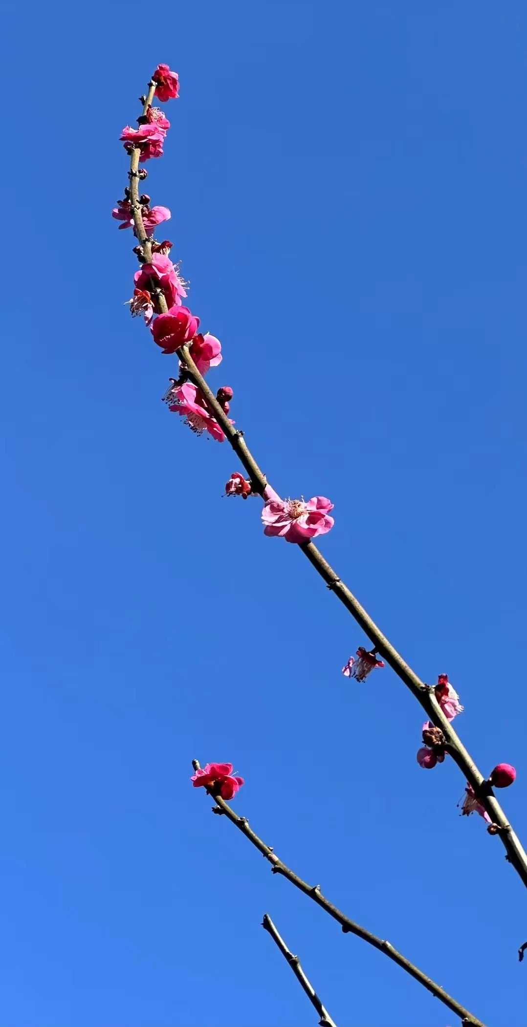 唯有那棵盛开的梅花在蓝天之下显得格外醒目