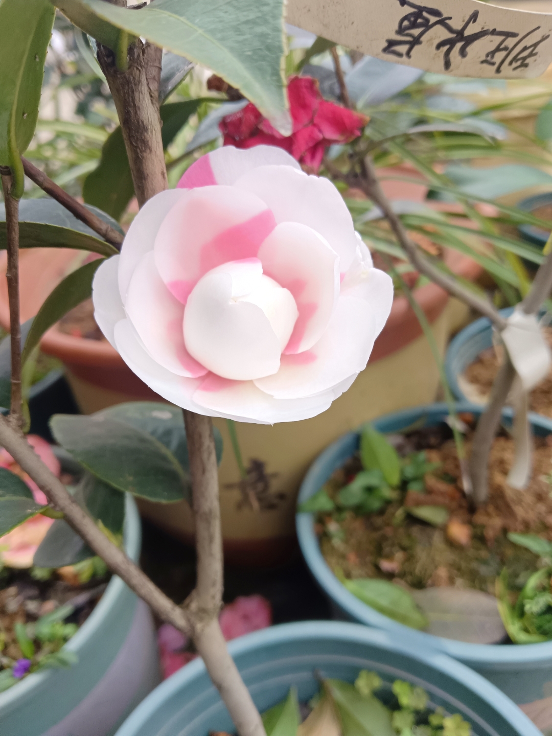 茶花品名斑水屋