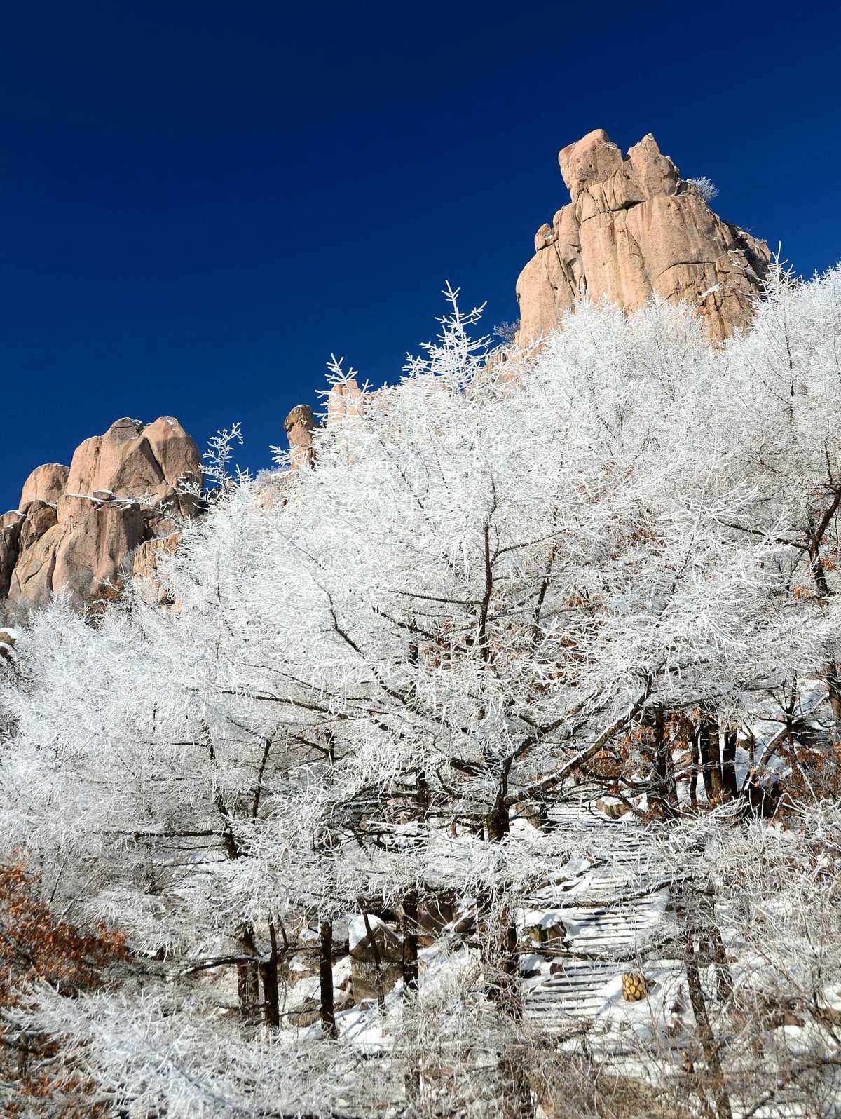 崂山耐冬降雪图片图片