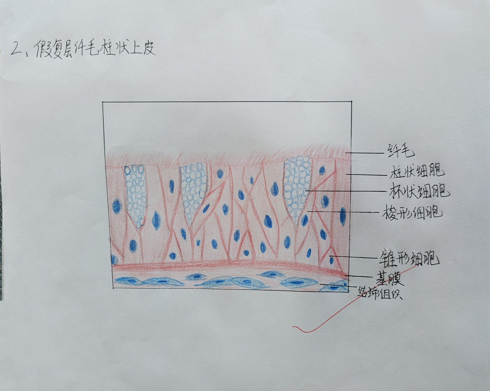 假复层纤毛柱状上皮 红蓝铅笔手绘图