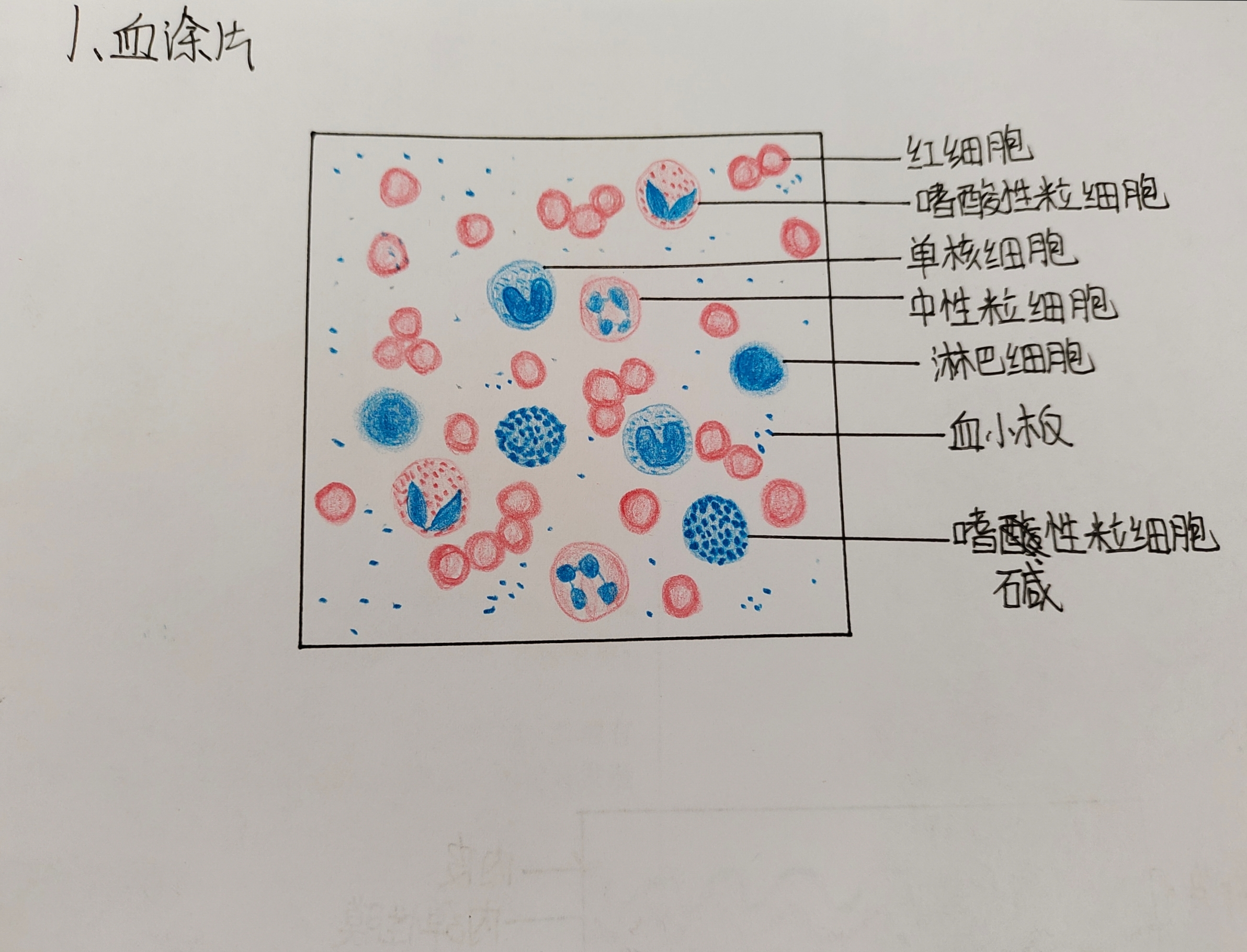 鸡血涂片红蓝绘图图片