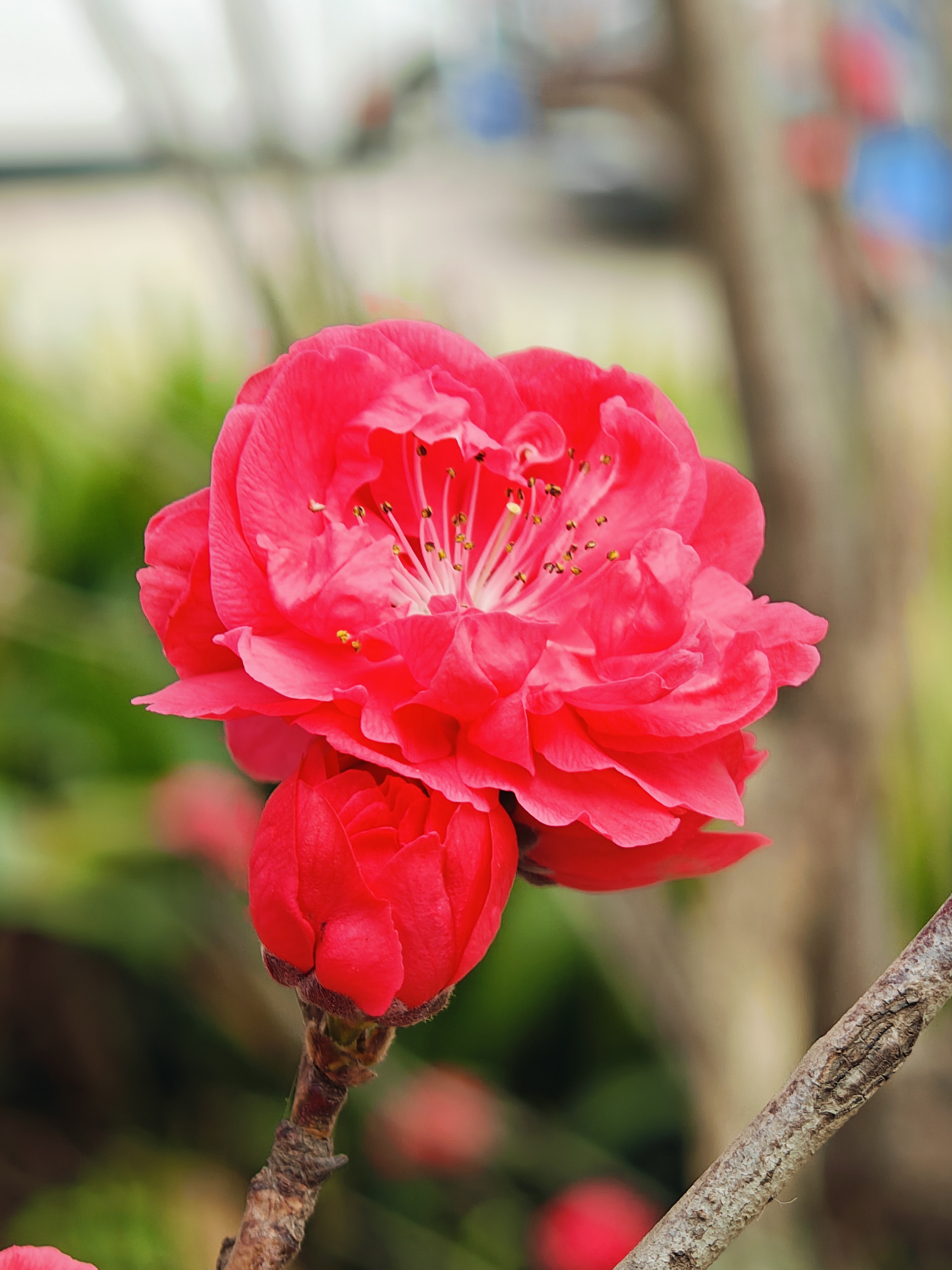 粉花黄蕊图片