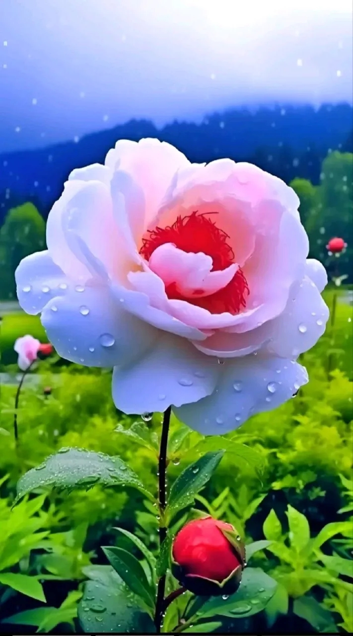 世界上风景优美,花朵开的那么鲜艳壮观美丽.