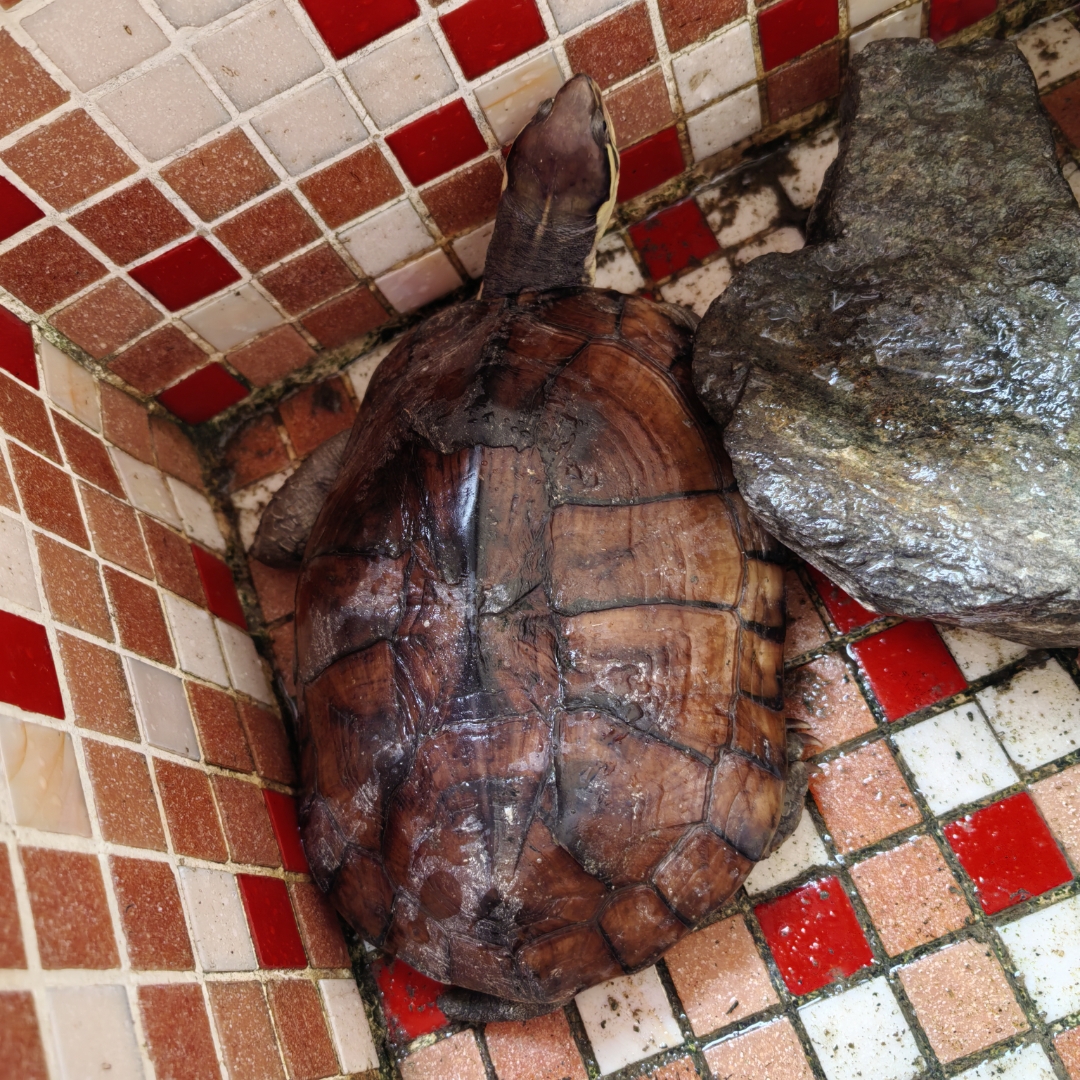 赤米龟图片福建有野生赤米龟图片