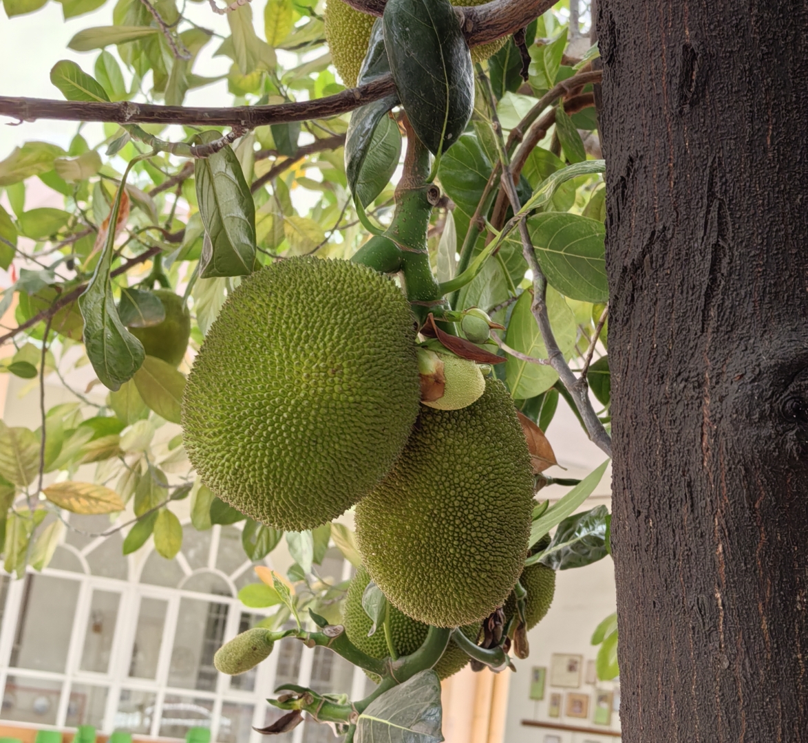 菠萝蜜树(学名:artocarpus heterophyllus),又称木菠萝,树菠萝,室一