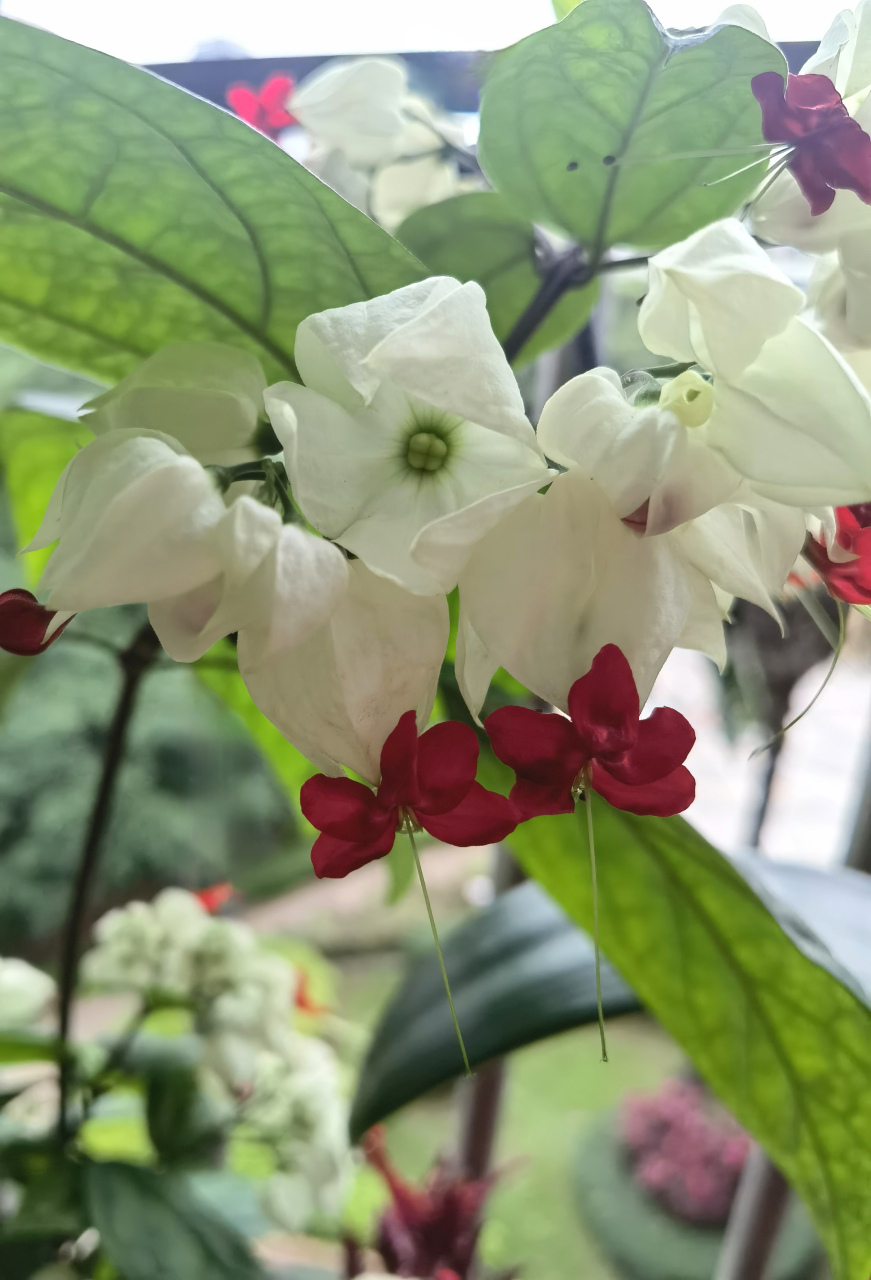 放一组专辑:纯白色的花瓣,蕾心吐露出来绛红色小珠子,绽放开五片火红