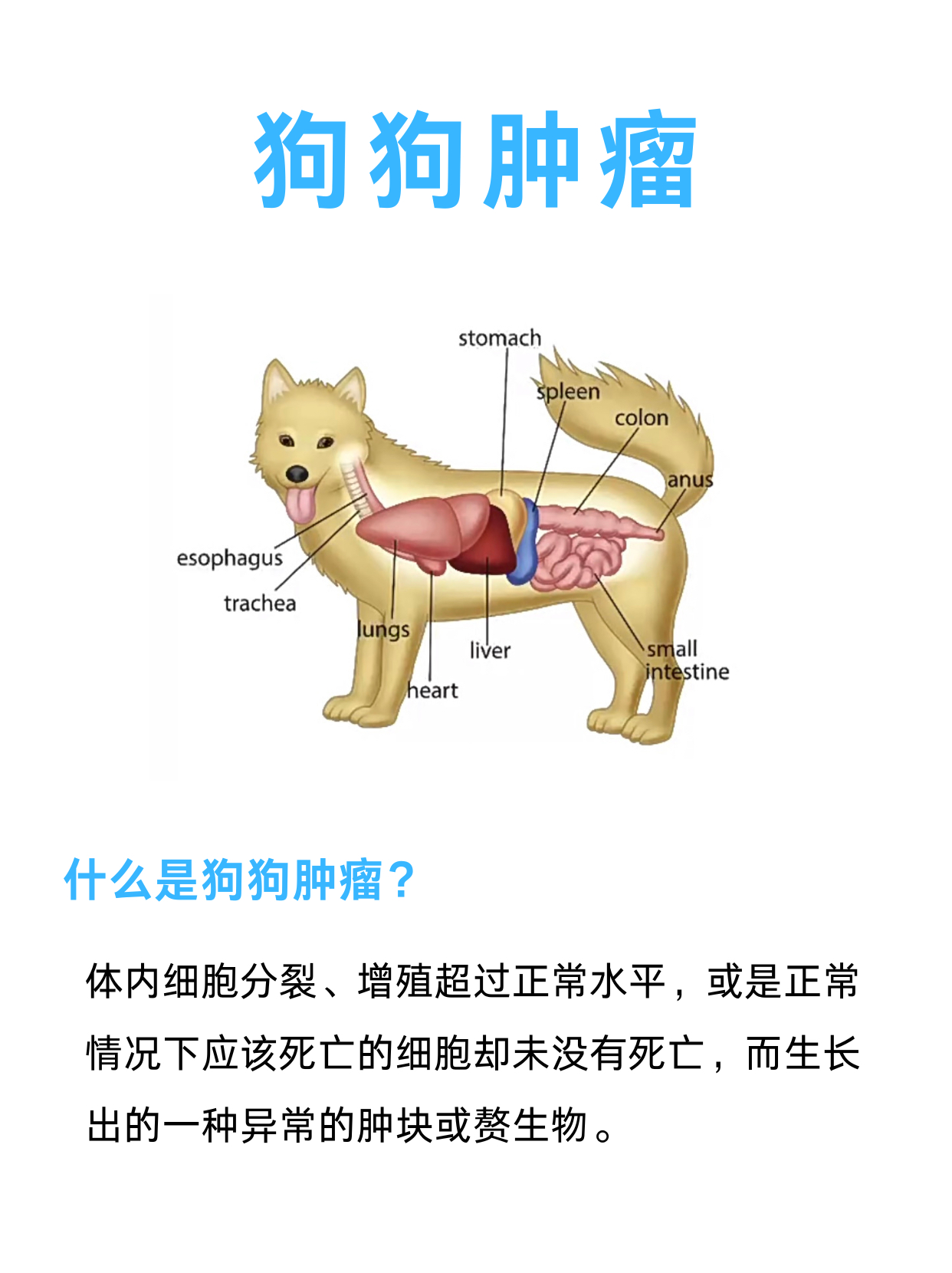 狗狗肛周腺瘤小偏方图片