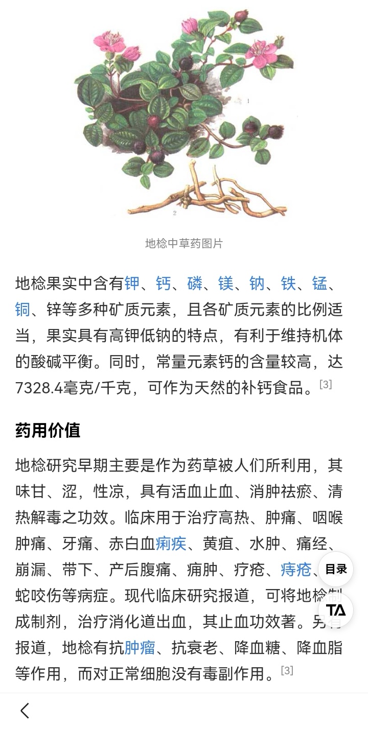 地菍的功效图片