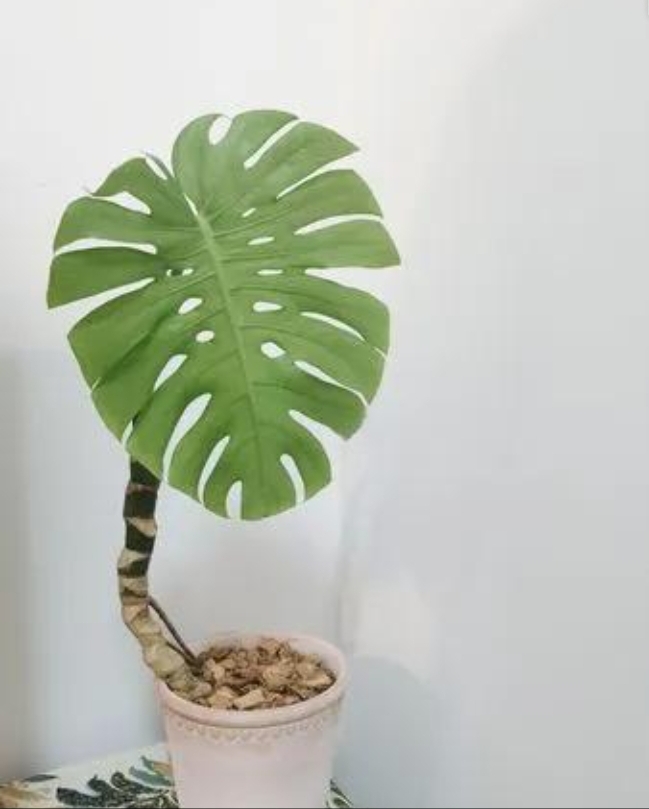 龟背竹,精品盆景,室内优选!