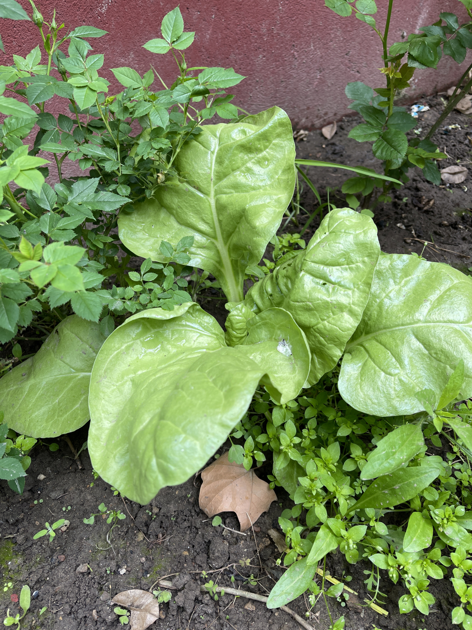 花园里长了一棵厚叶菜,能吃吗?