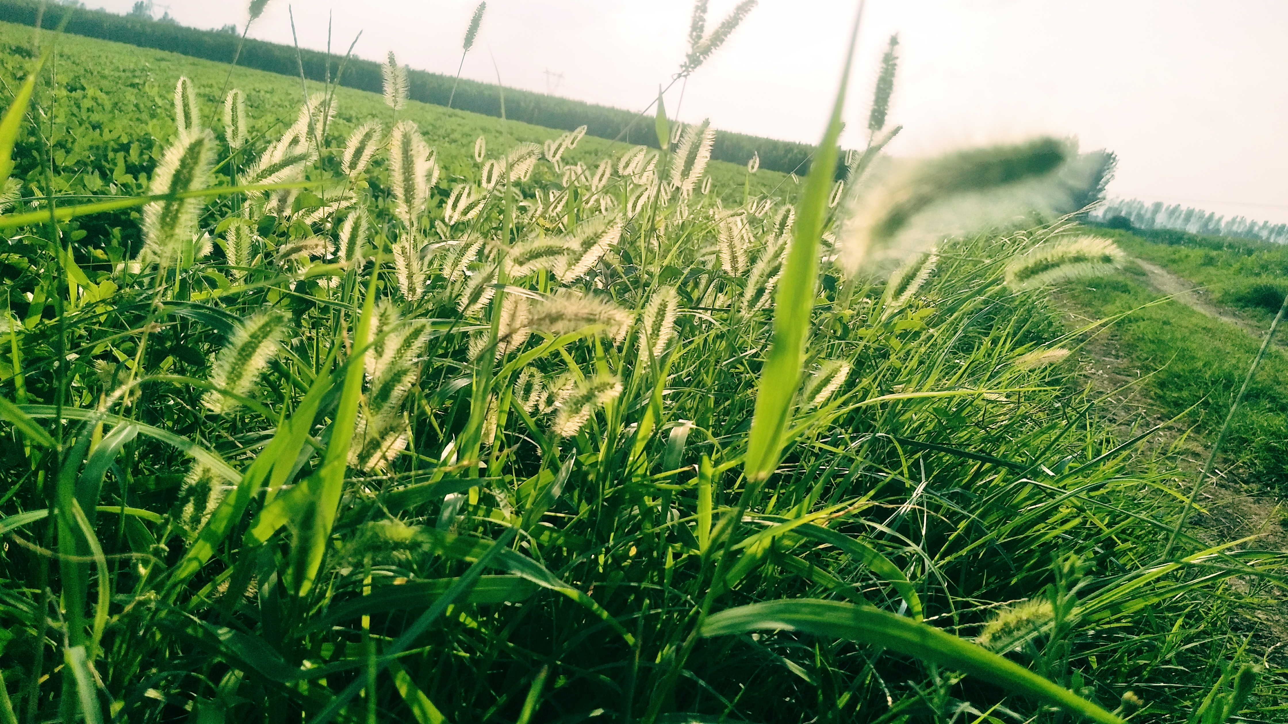 风吹草动,一片绿意盎然 阳光正好,岁月静好.