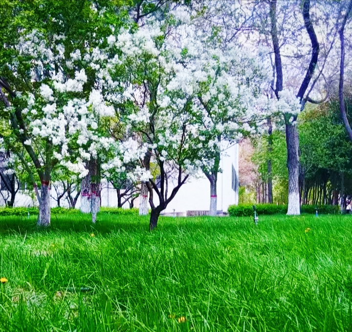 新疆师范大学昆仑校区的春景