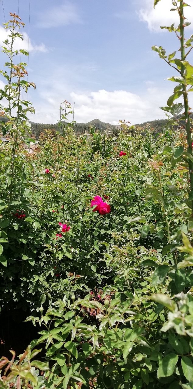 昆明安宁八街玫瑰花图片