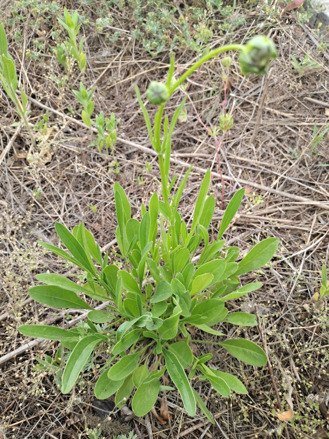 金鸡菊,多年生宿根草本植物,在这个春夏交替之时,无意间给我带来了一