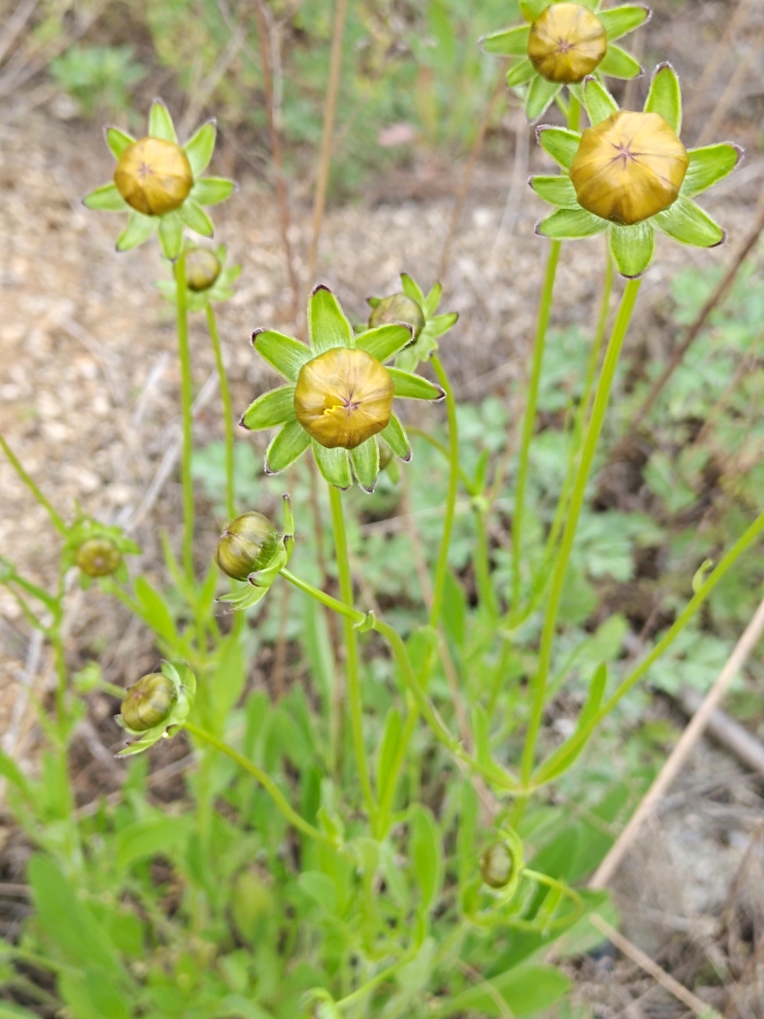 金鸡菊,多年生宿根草本植物,在这个春夏交替之时,无意间给我带来了一