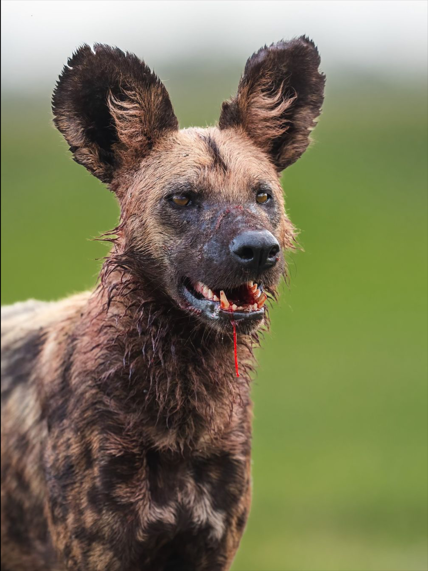 动物家族传奇非洲野犬图片