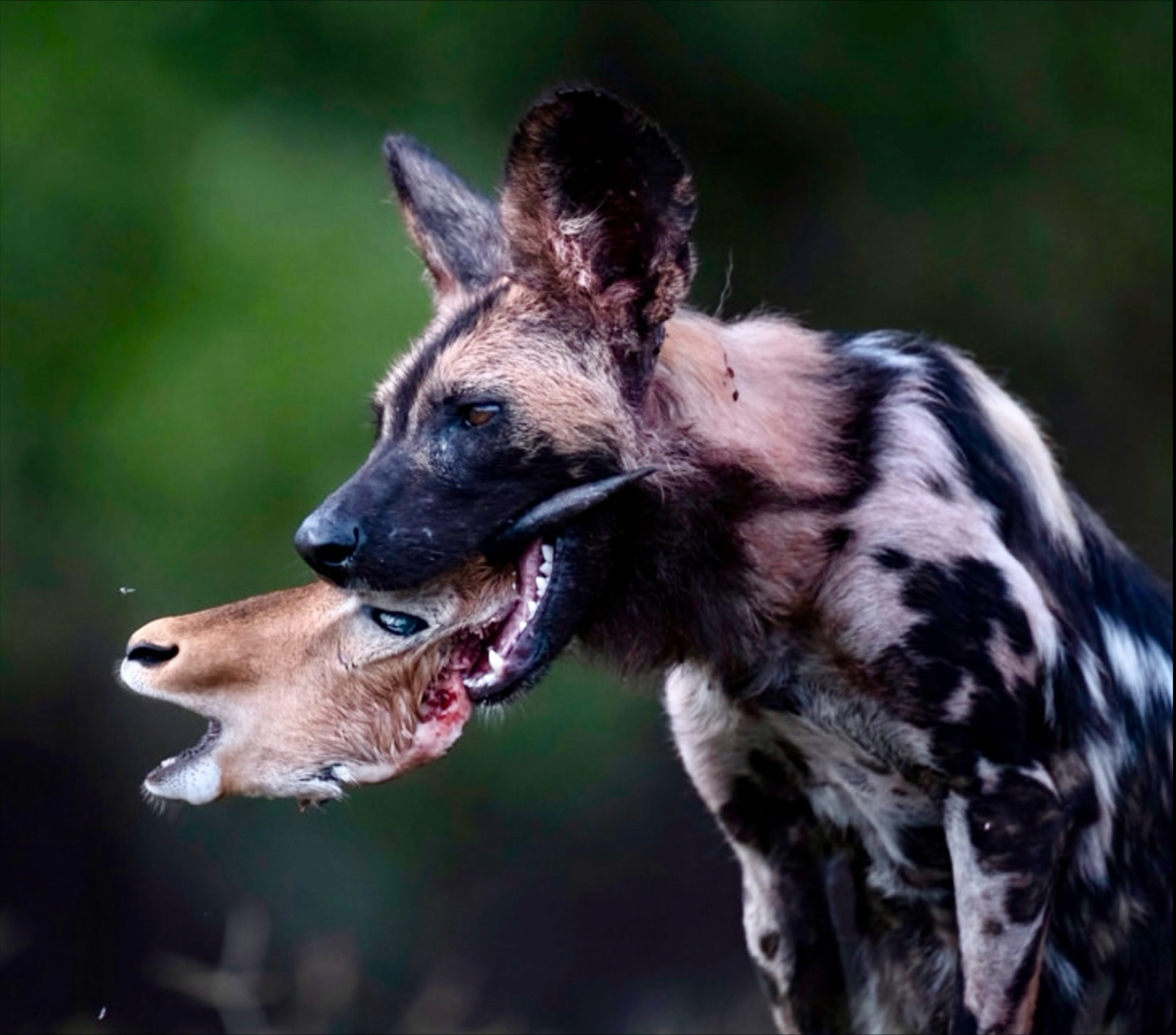 动物家族传奇非洲野犬图片