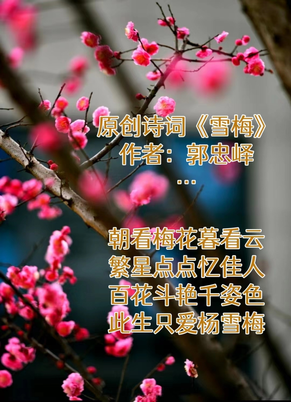 原创诗词《雪梅》作者:郭忠峄 …  朝看梅花暮看云 繁星点点忆佳人