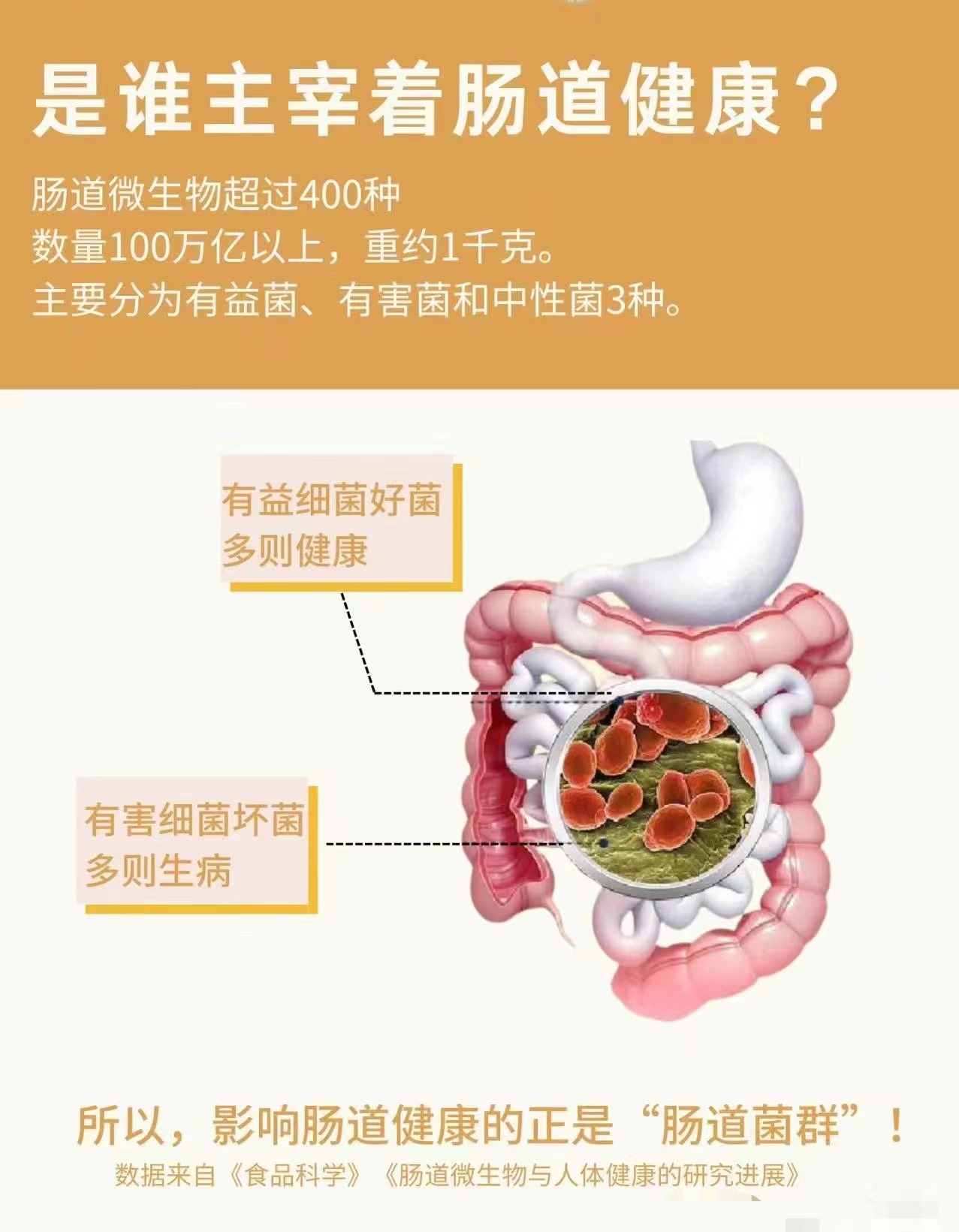 早呀98 肠道菌群主宰着肠道健康,更决定着人体健康.