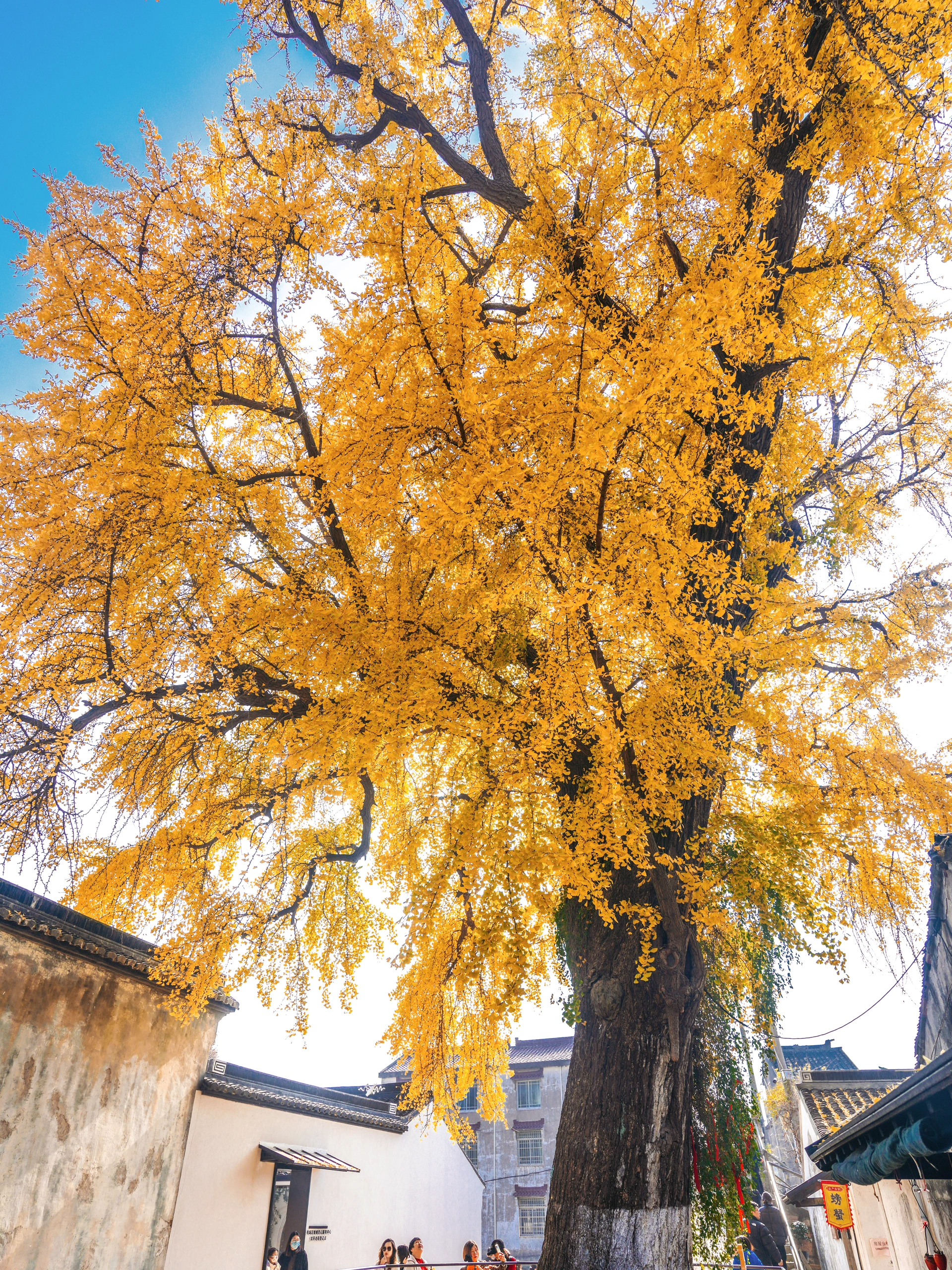 近日,苏州太平禅寺的一棵千年古银杏树在网络上引发了广泛关注