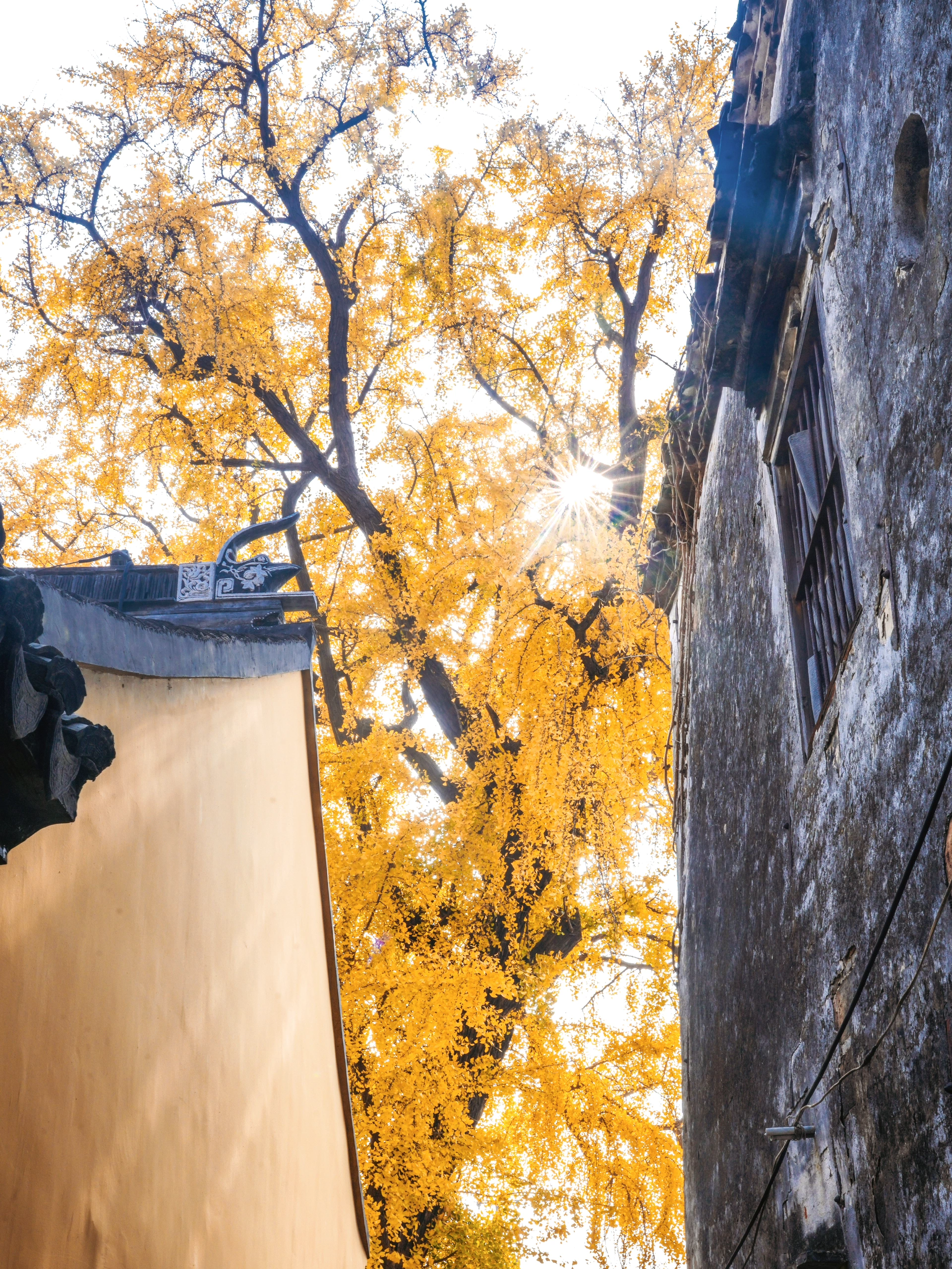 近日,苏州太平禅寺的一棵千年古银杏树在网络上引发了广泛关注