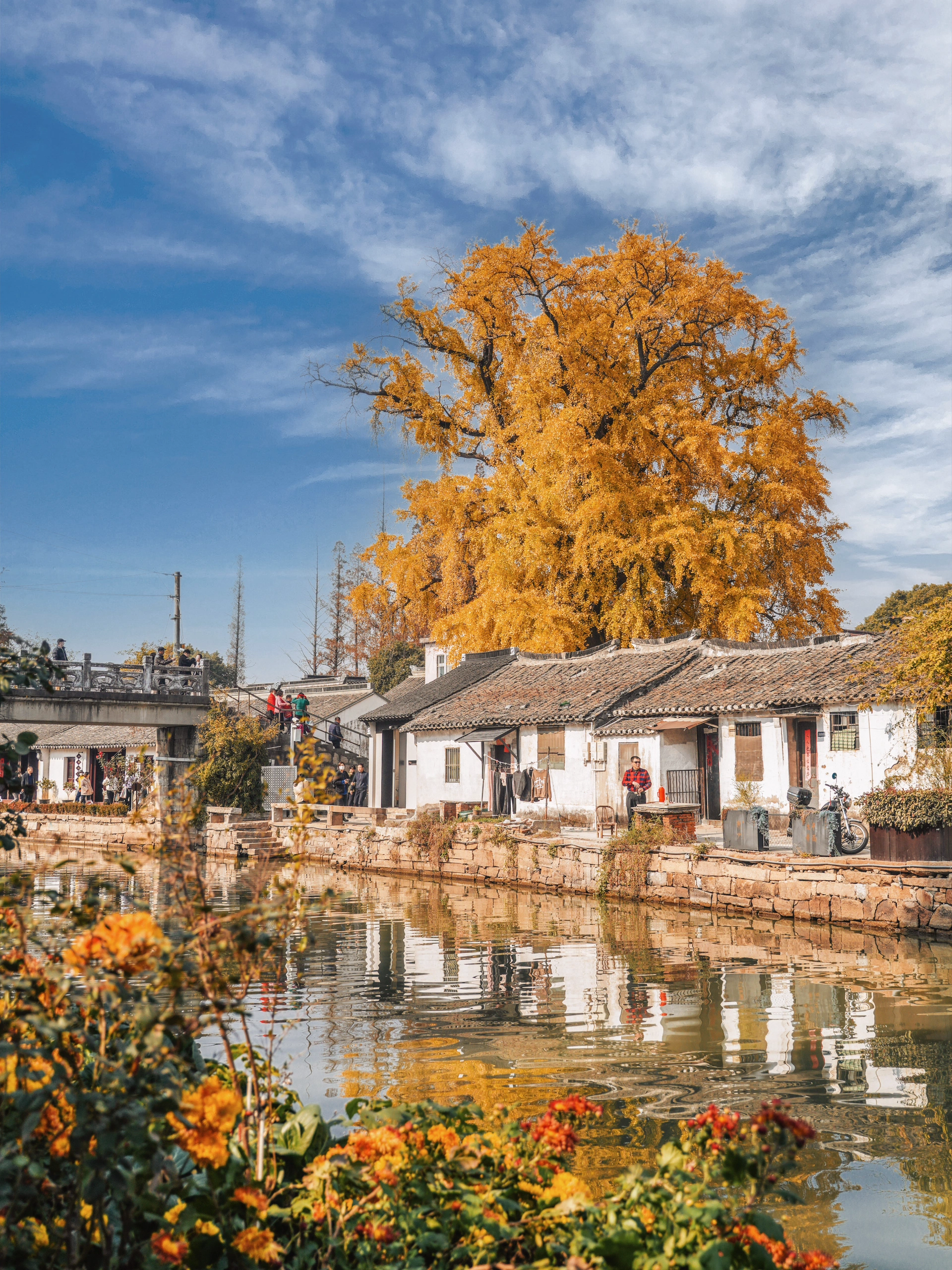 近日,苏州太平禅寺的一棵千年古银杏树在网络上引发了广泛关注