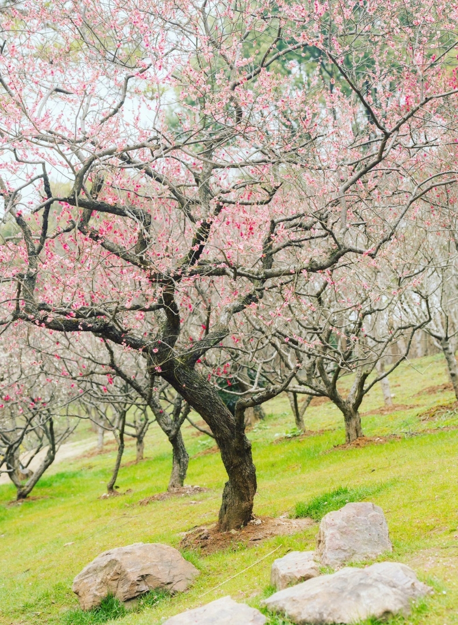 红梅映雪,古树报春来,南京梅花山的梅花一次次的惊艳众人,它把美好