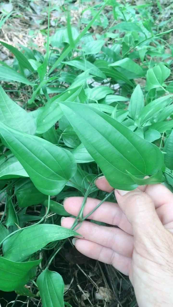 野生百部  对皮肤问题有功效!