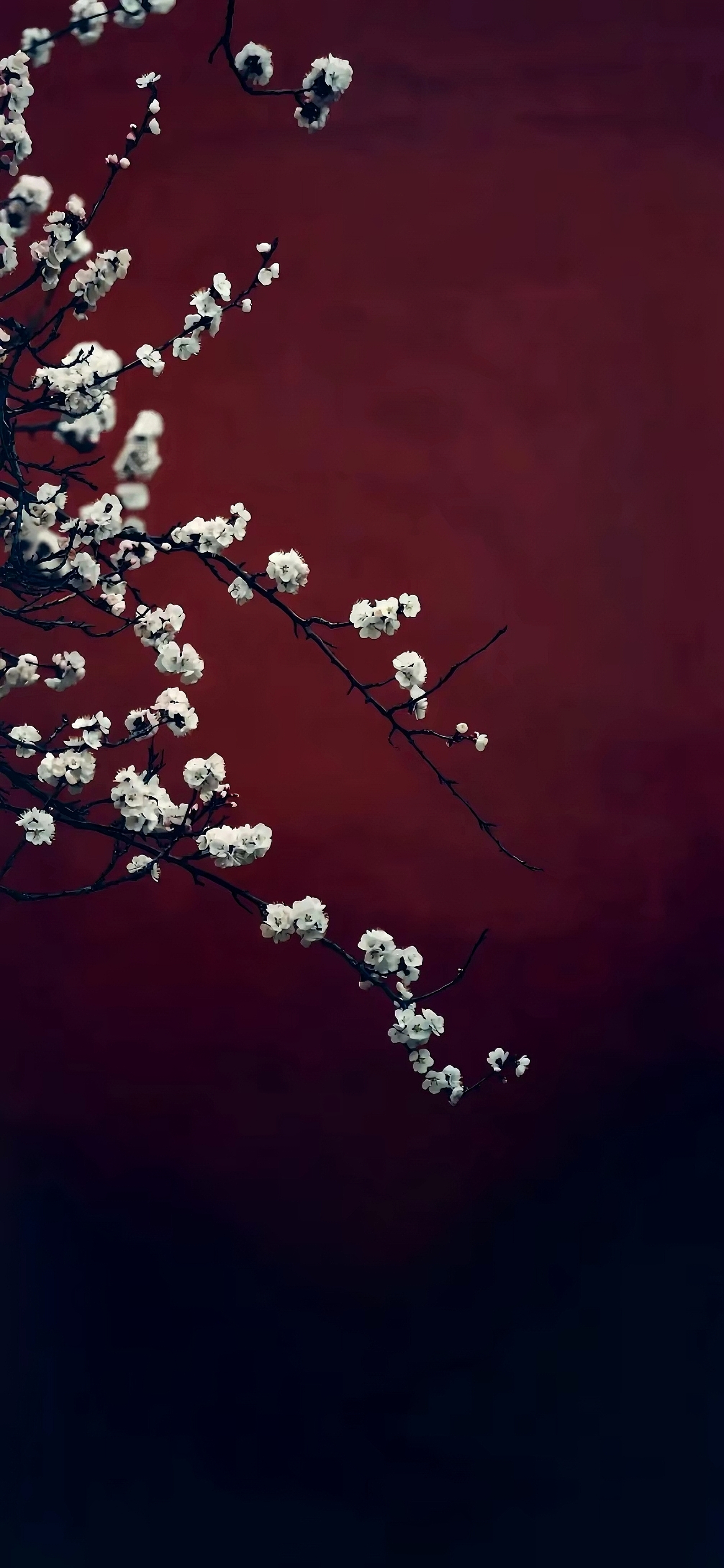 来世你渡我,可愿? --  《醉仙歌》#短句# #手机壁纸