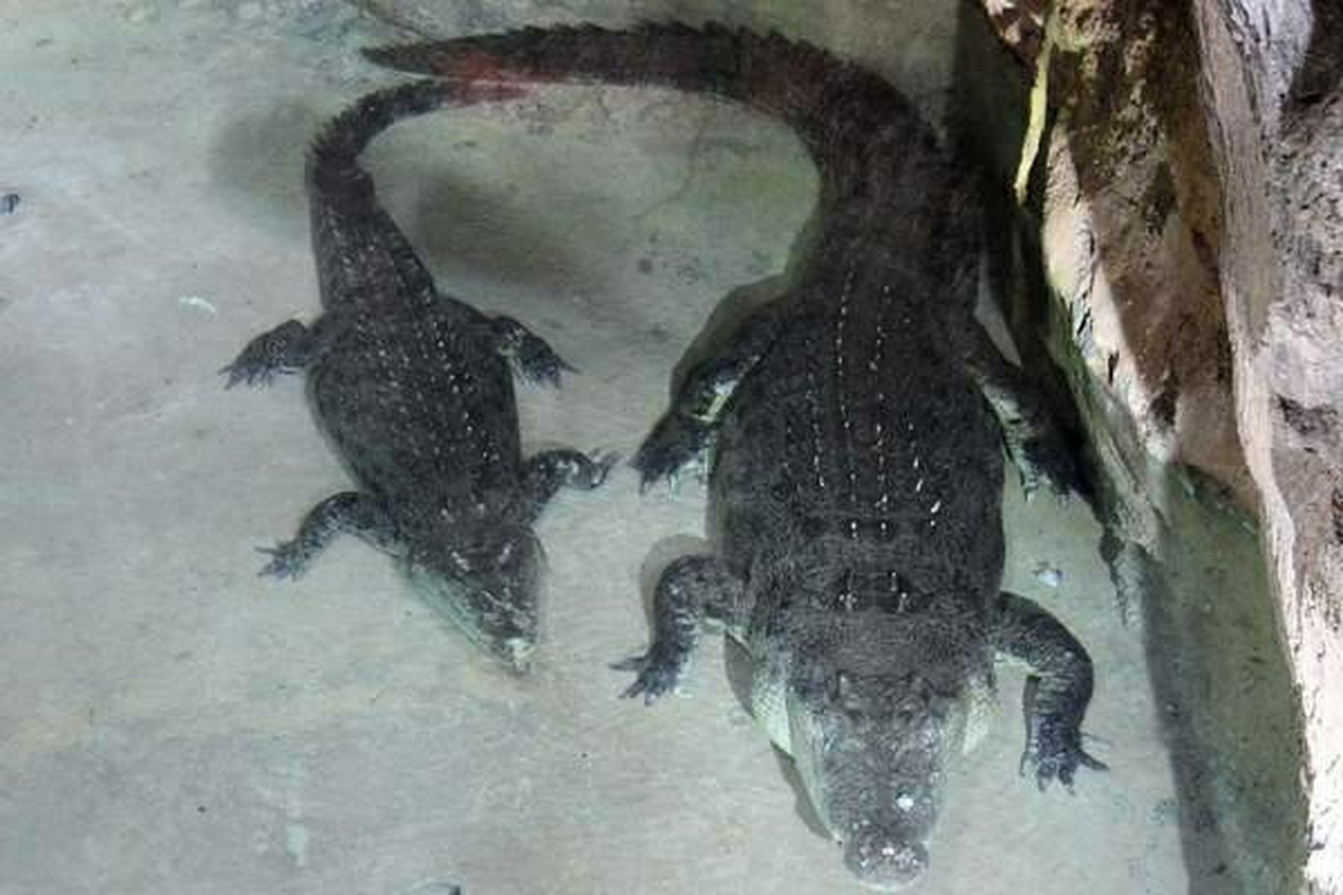 鳄鱼王图片!阴险而邪恶的鳄鱼大王图片!