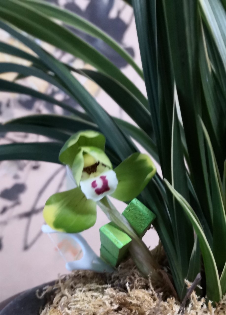 春兰(金边大富贵)
