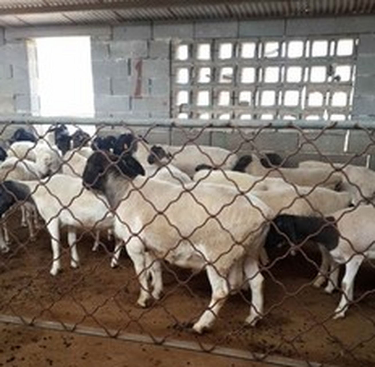 牛羊气肿疽 牛气肿疽病的症状及防治方法  气肿疽病又名"黑腿病""鸣疽