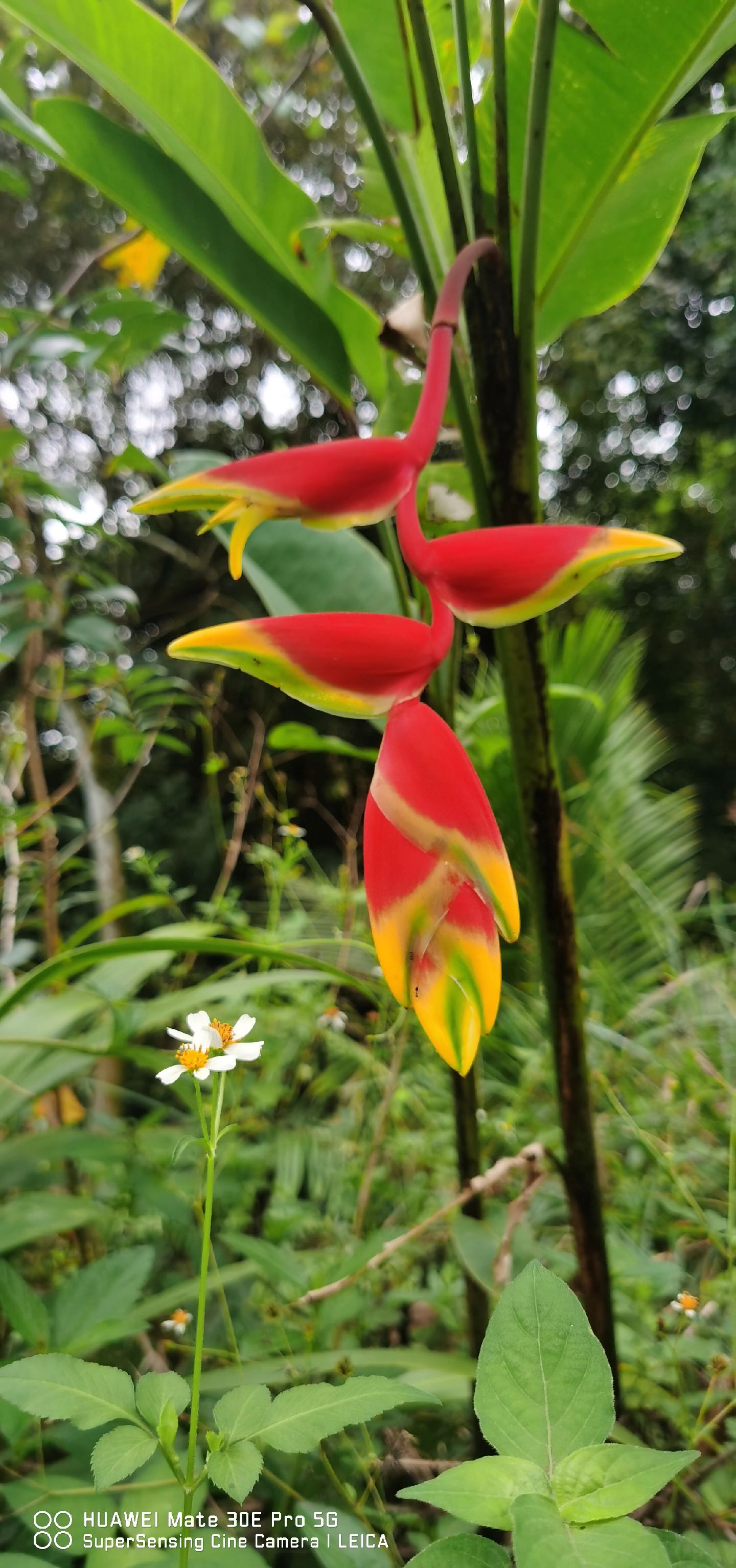 这款被称为龙虾爪或海胆花的热带花卉,真是美得让人惊艳!