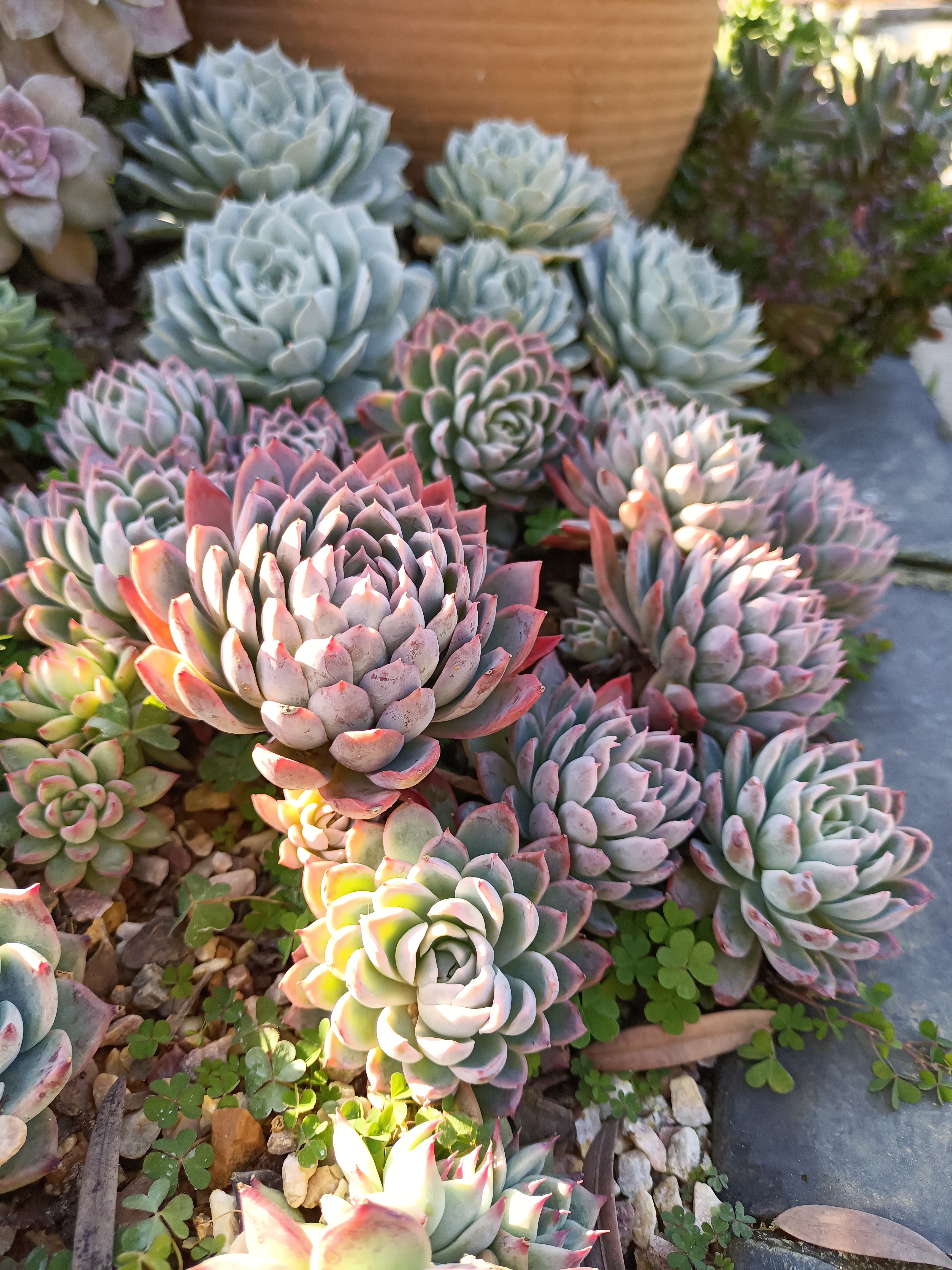 多肉:紫罗兰女王,天气越冷,颜色越紫! ——20240103